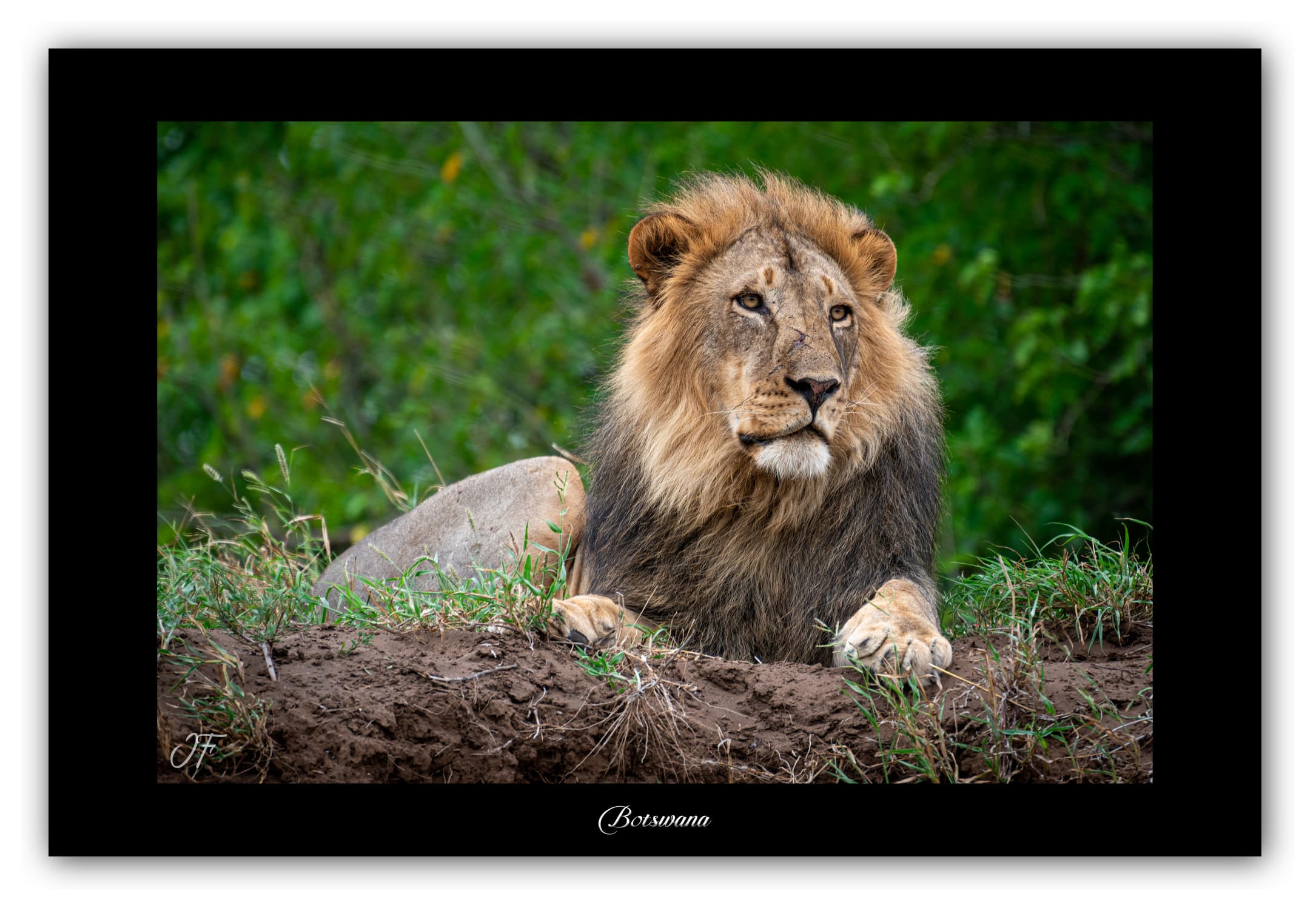 Poster Lion - Botswana (Afrique Australe). Affiches Formats 30x40 cm, 40x60 cm ou 50x70 cm. Impression sur Papier Photo. Décoration murale. Paysage. Faune. Animaux sauvages.