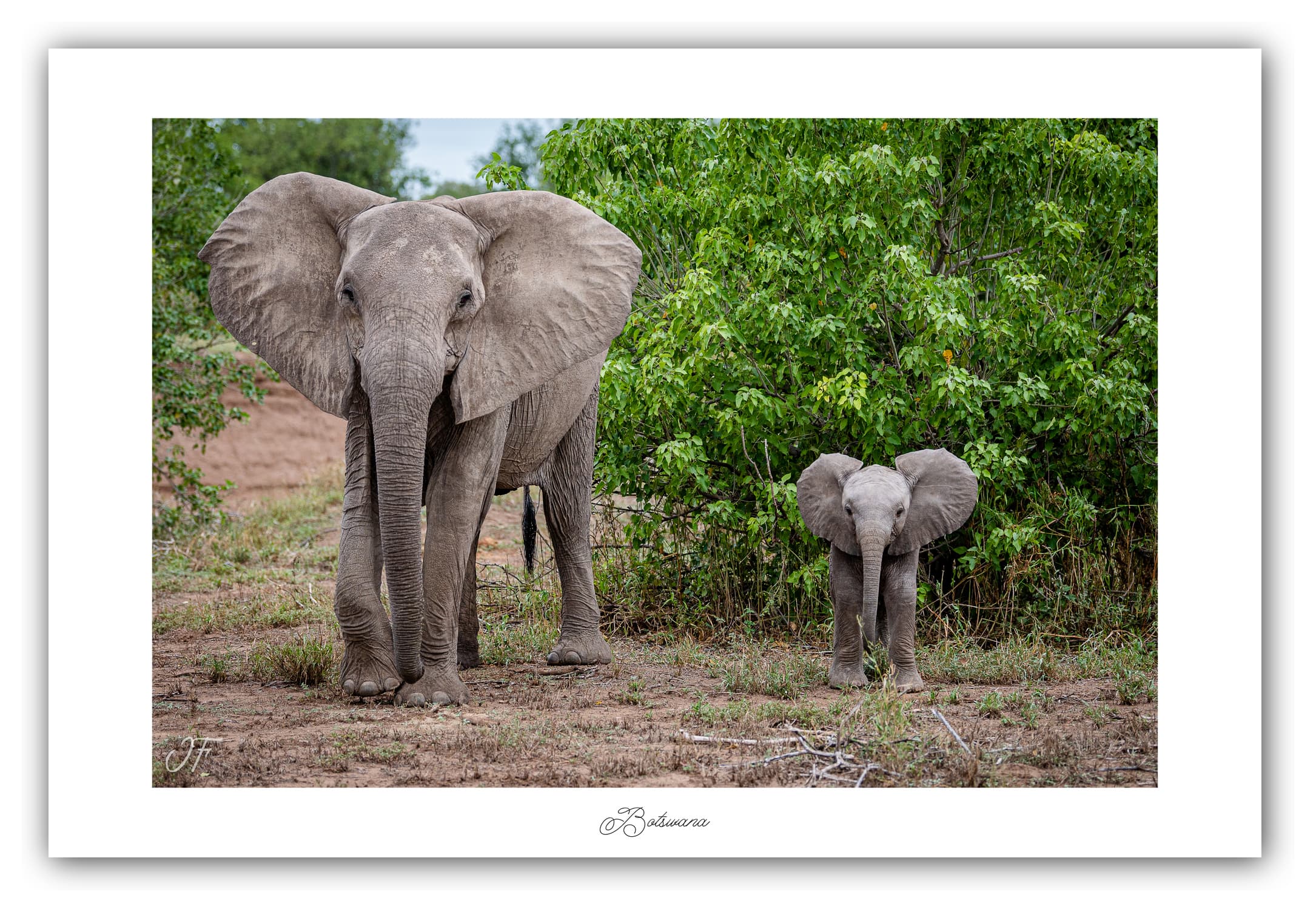 Poster Eléphants d'Afrique - Botswana (Afrique Australe). Affiches Formats 30x40 cm, 40x60 cm ou 50x70 cm. Impression sur Papier Photo. Décoration murale. Paysage. Faune. Animaux sauvages.