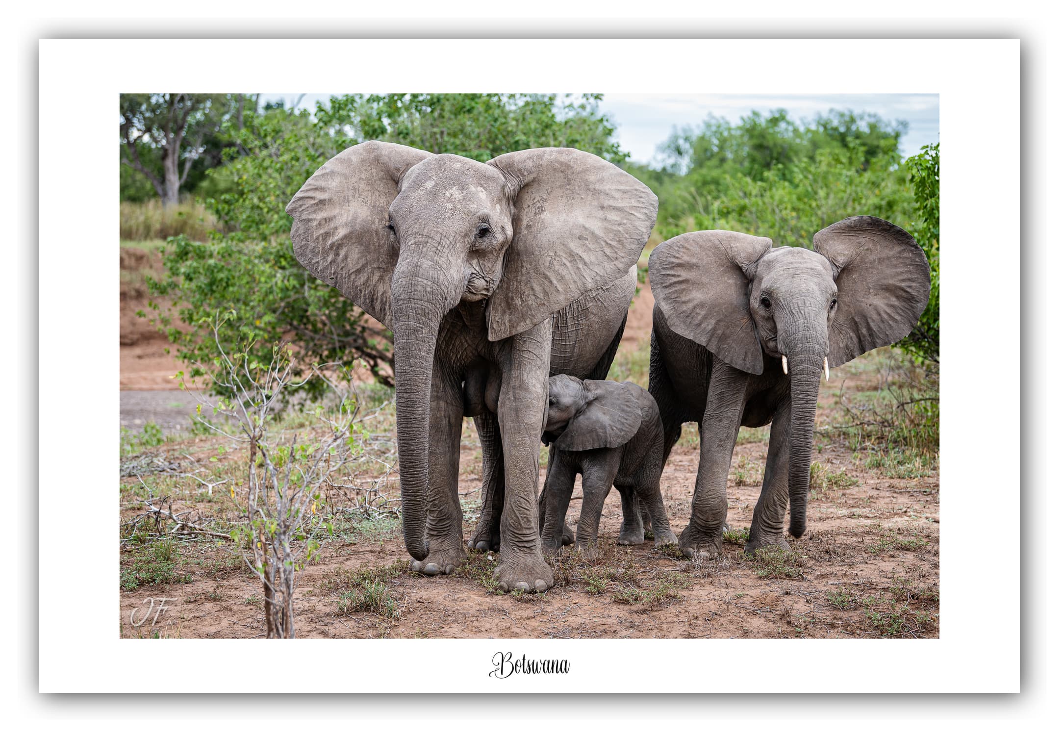 Poster Eléphants d'Afrique - Botswana (Afrique Australe). Affiches Formats 30x40 cm, 40x60 cm ou 50x70 cm. Impression sur Papier Photo. Décoration murale. Paysage. Faune. Animaux sauvages.