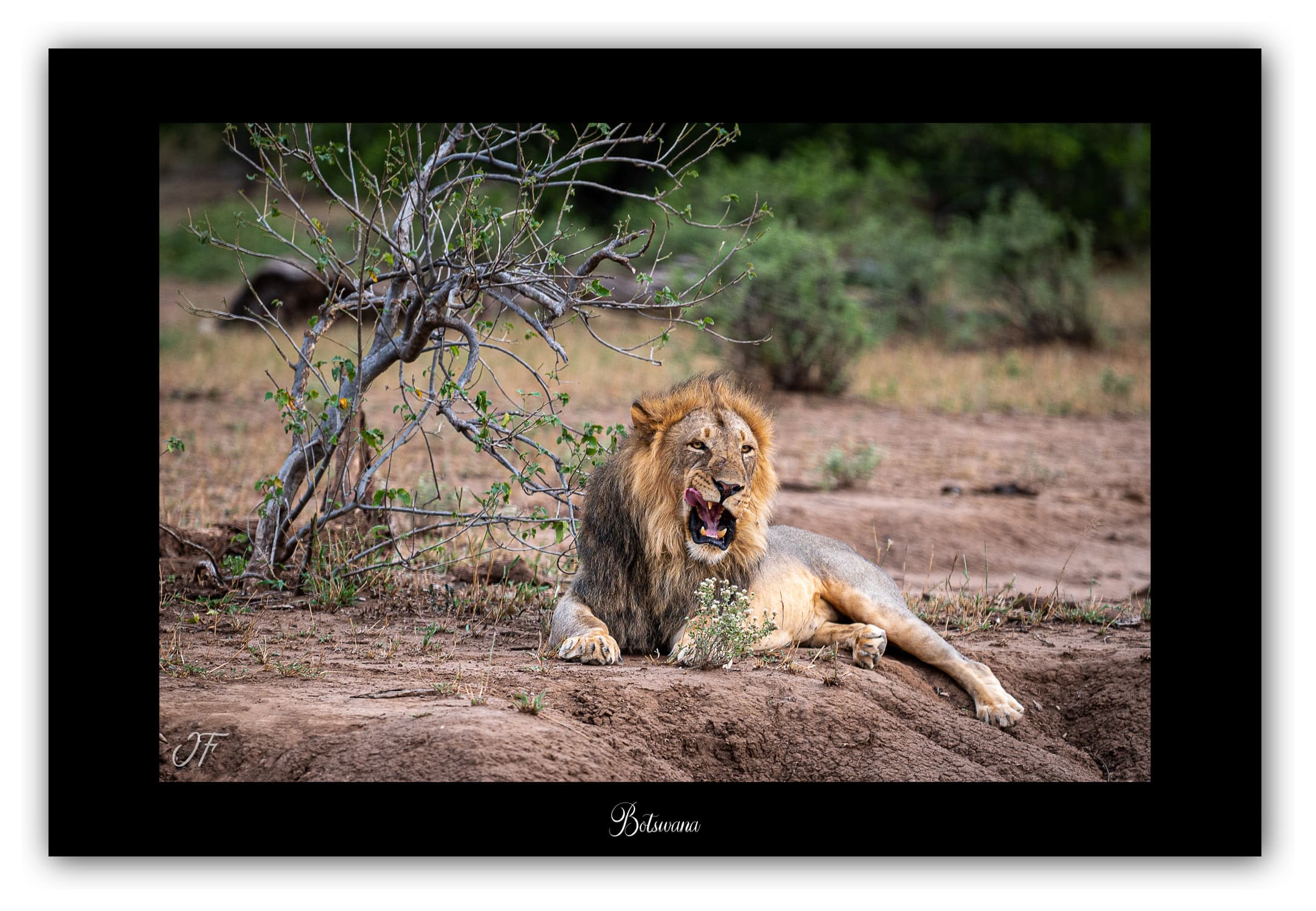 Poster Lion - Botswana (Afrique Australe). Affiches Formats 30x40 cm, 40x60 cm ou 50x70 cm. Impression sur Papier Photo. Décoration murale. Paysage. Faune. Animaux sauvages.