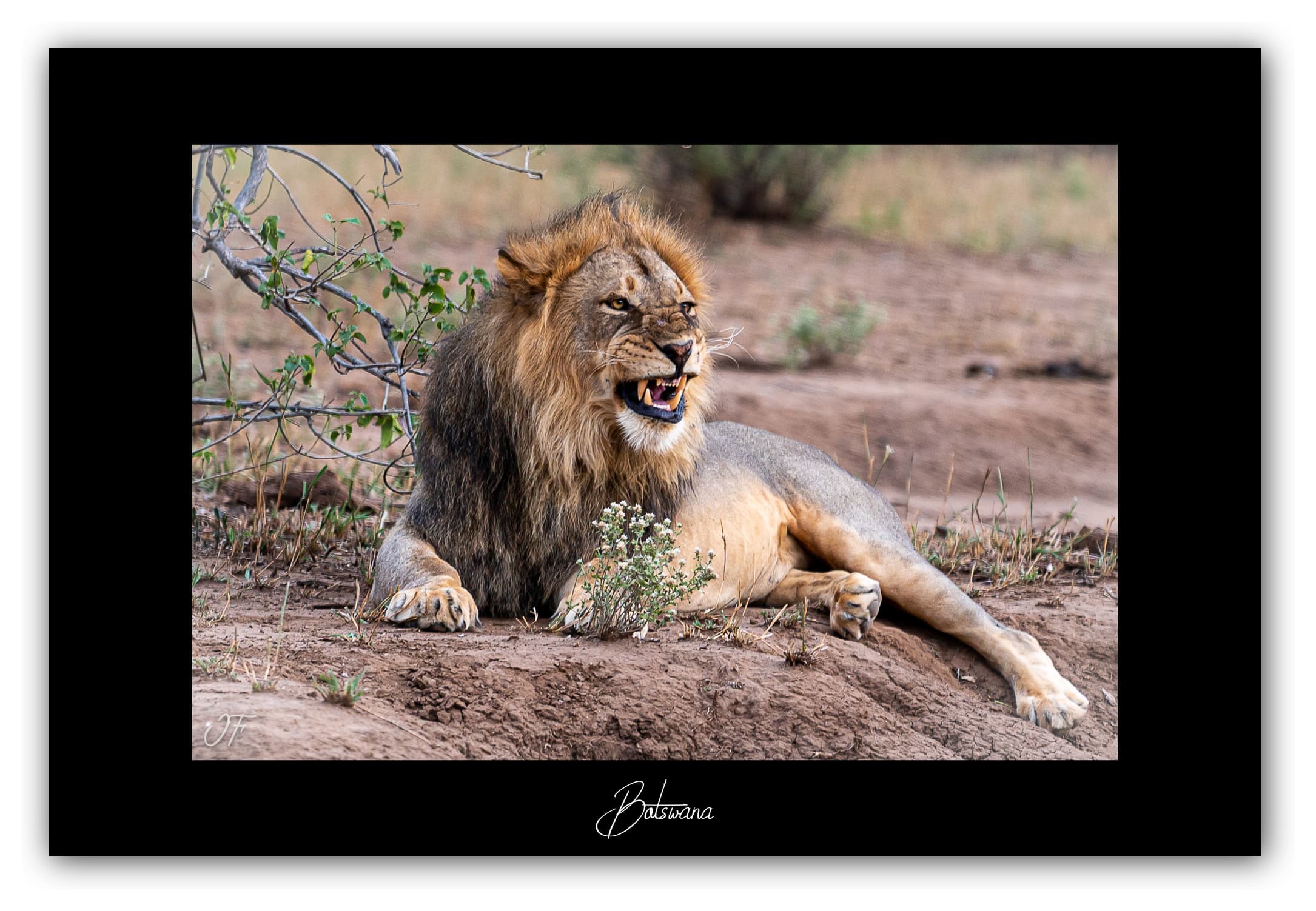 Poster Lion - Botswana (Afrique Australe). Affiches Formats 30x40 cm, 40x60 cm ou 50x70 cm. Impression sur Papier Photo. Décoration murale. Paysage. Faune. Animaux sauvages.