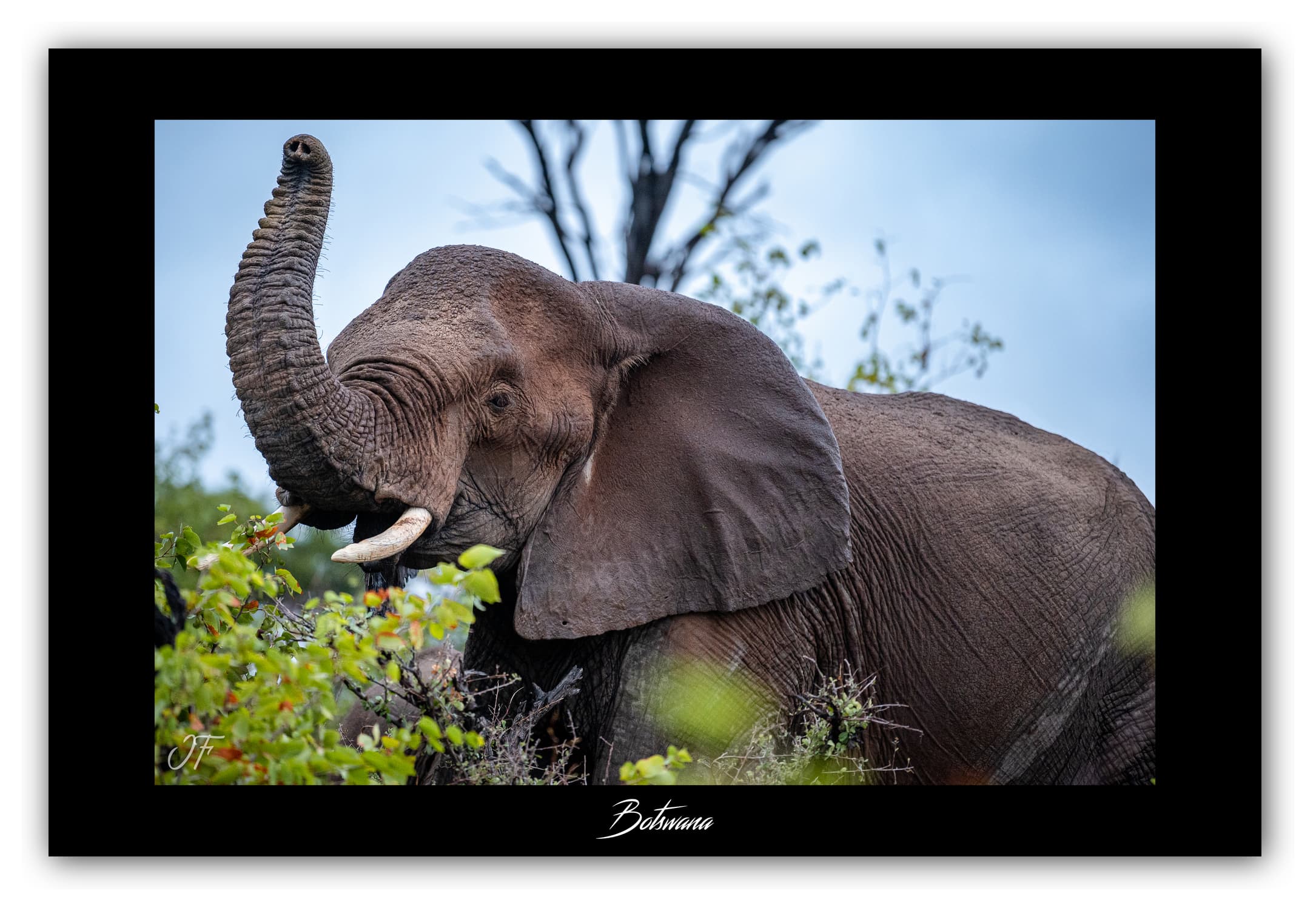 Poster Eléphant d'Afrique - Botswana (Afrique Australe). Affiches Formats 30x40 cm, 40x60 cm, 50x70 cm. Impression sur Papier Photo. Décoration murale. Paysage. Faune. Animaux sauvages.