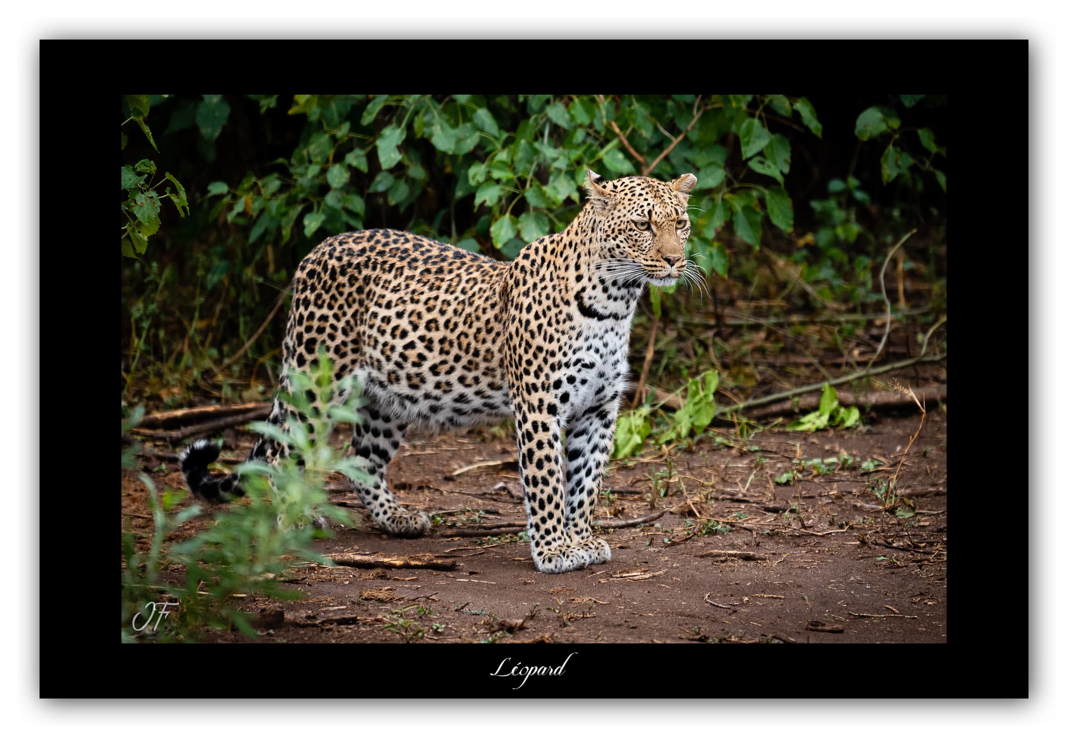 Poster Léopard - Botswana (Afrique Australe). Affiches Formats 30x40 cm, 40x60 cm, 50x70 cm. Impression sur Papier Photo. Décoration murale. Paysage. Faune. Animaux sauvages.