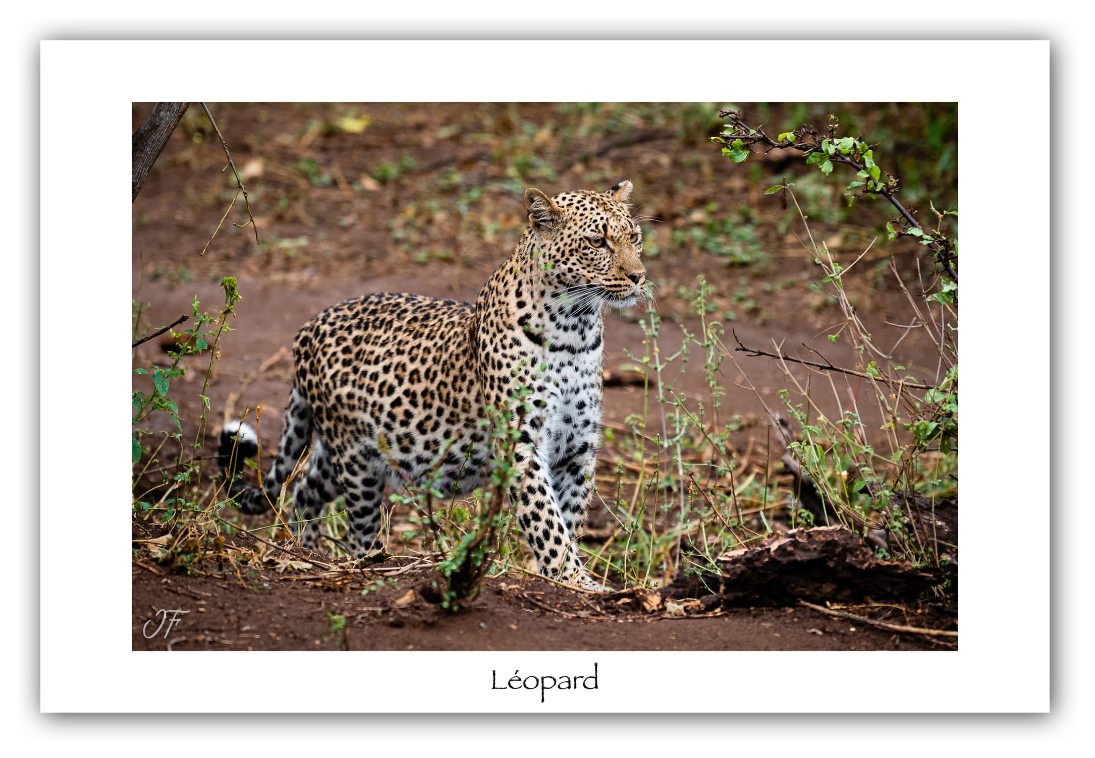 Poster Léopard - Botswana (Afrique Australe). Affiches Formats 30x40 cm, 40x60 cm, 50x70 cm. Impression sur Papier Photo. Décoration murale. Paysage. Faune. Animaux sauvages.