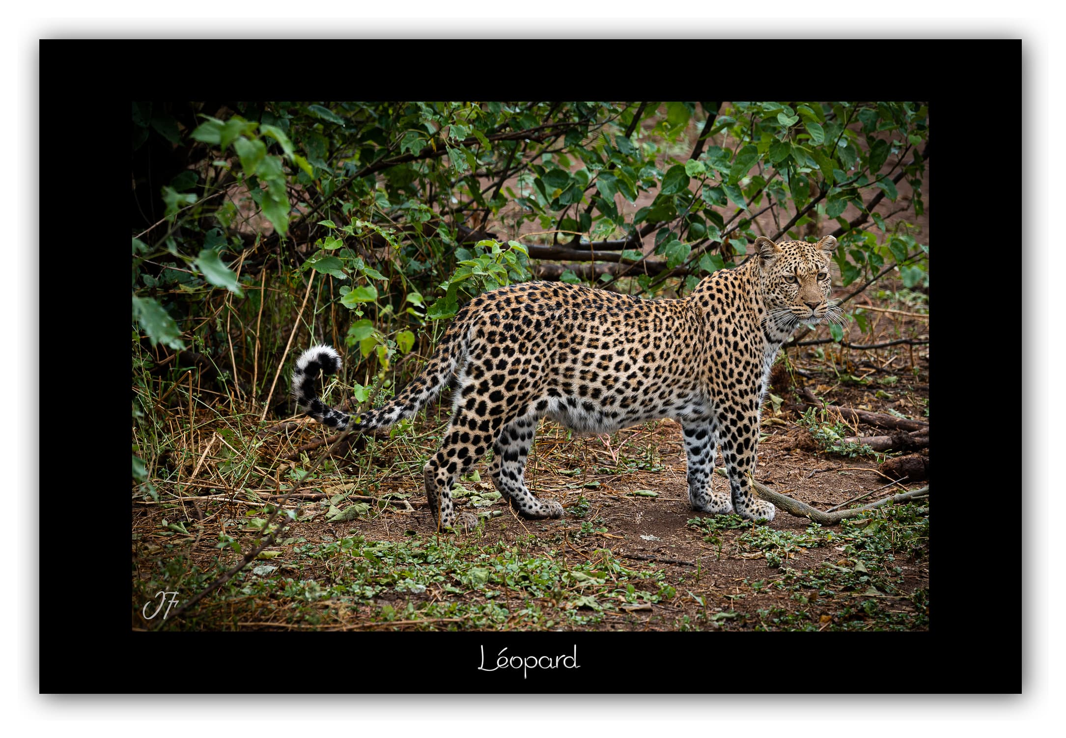 Poster Léopard - Botswana (Afrique Australe). Affiches Formats 30x40 cm, 40x60 cm, 50x70 cm. Impression sur Papier Photo. Décoration murale. Paysage. Faune. Animaux sauvages.
