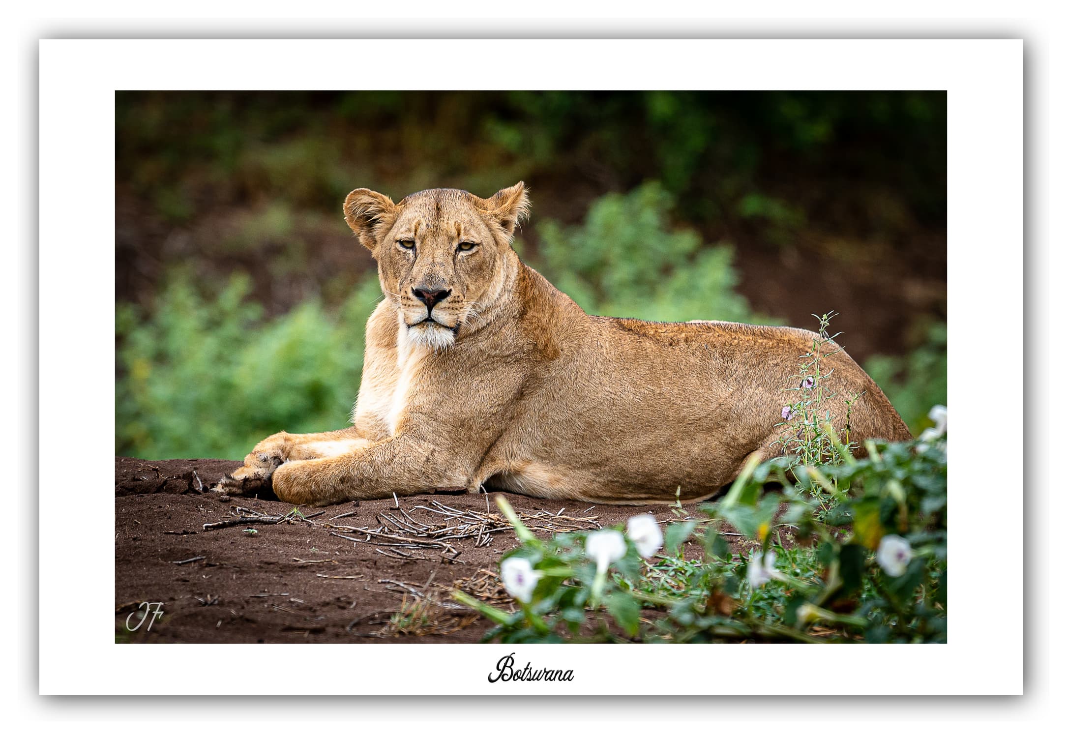 Poster Lionne - Botswana (Afrique Australe). Affiches Formats 30x40 cm, 40x60 cm, 50x70 cm. Impression sur Papier Photo. Décoration murale. Paysage. Faune. Animaux sauvages.