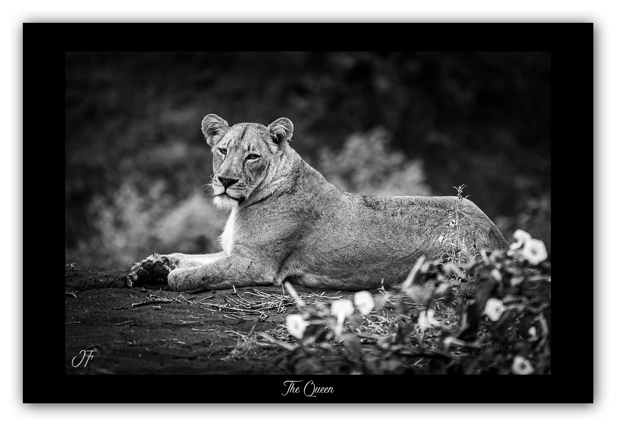 Poster Lionne - Botswana (Afrique Australe). Affiches Formats 30x40 cm, 40x60 cm, 50x70 cm. Impression sur Papier Photo. Décoration murale. Paysage. Faune. Animaux sauvages.