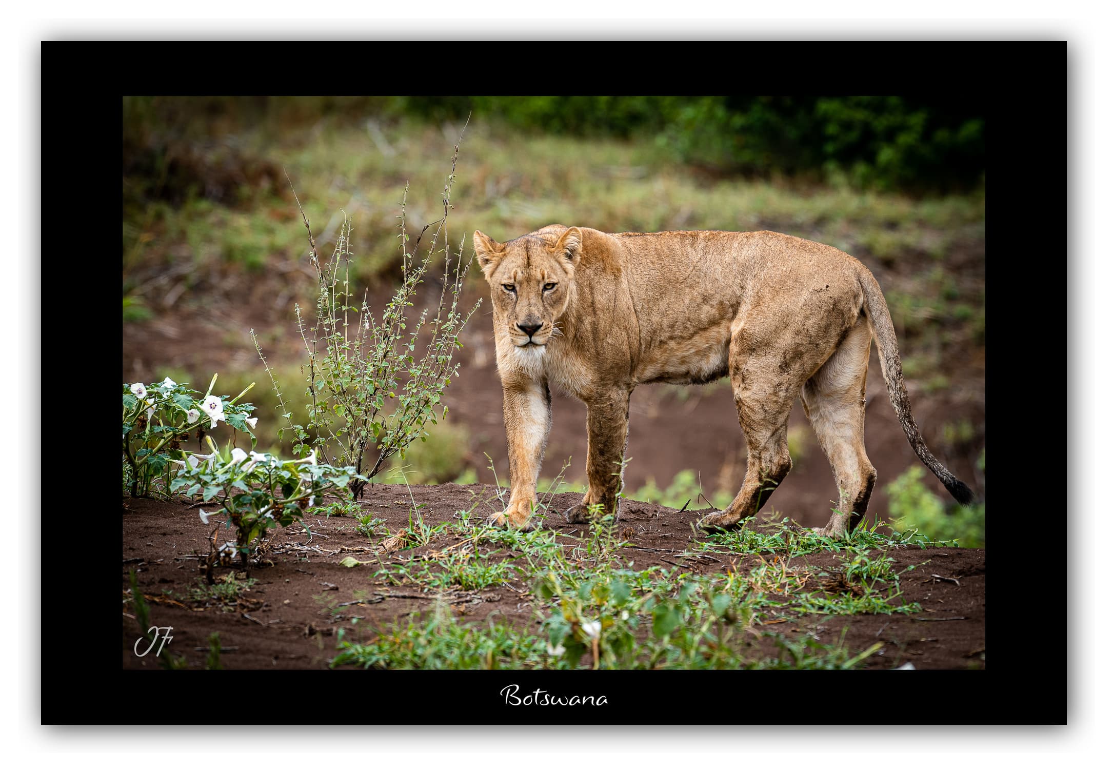 Poster Lionne - Botswana (Afrique Australe). Affiches Formats 30x40 cm, 40x60 cm, 50x70 cm. Impression sur Papier Photo. Décoration murale. Paysage. Faune. Animaux sauvages.