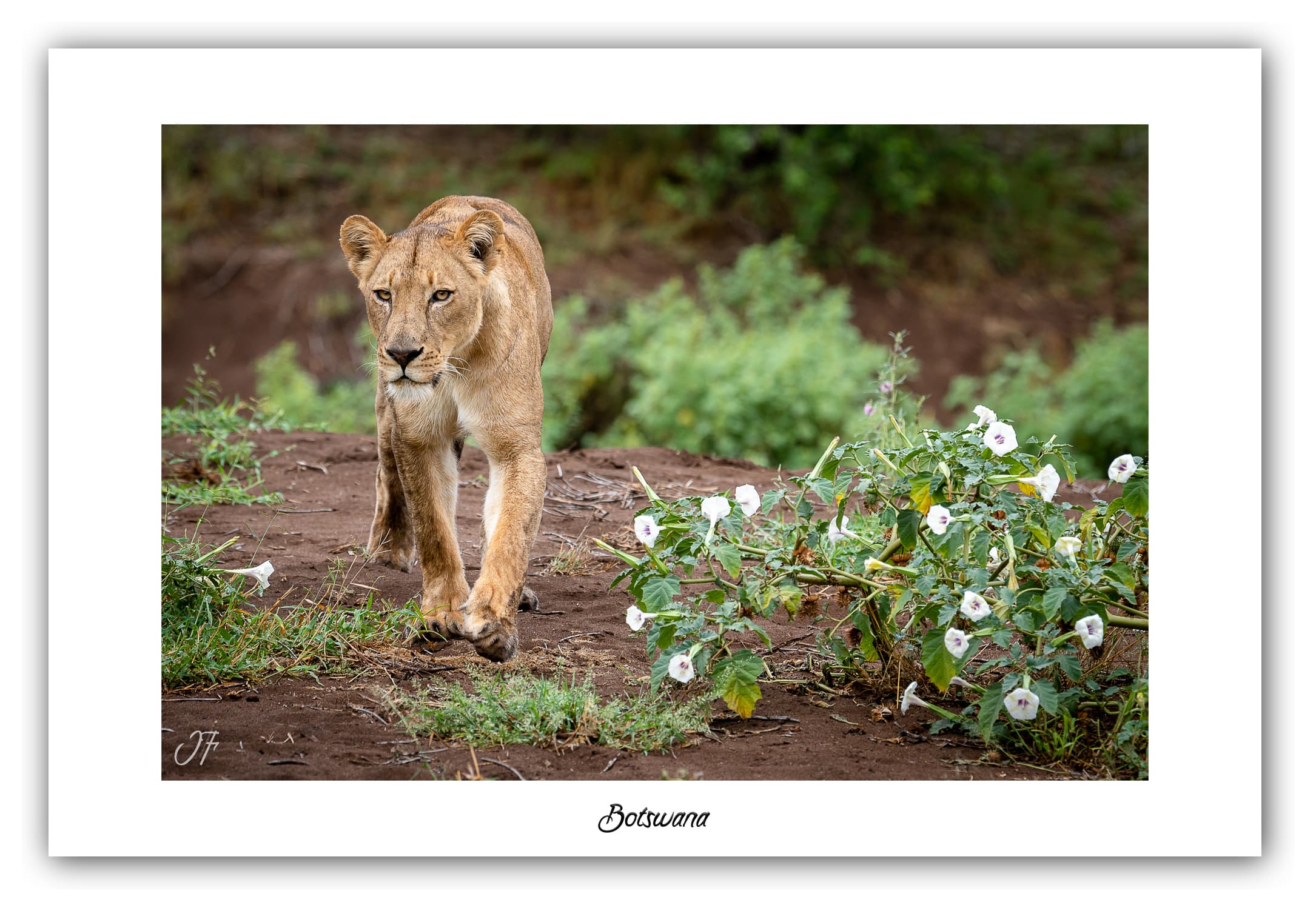 Poster Lionne - Botswana (Afrique Australe). Affiches Formats 30x40 cm, 40x60 cm, 50x70 cm. Impression sur Papier Photo. Décoration murale. Paysage. Faune. Animaux sauvages.
