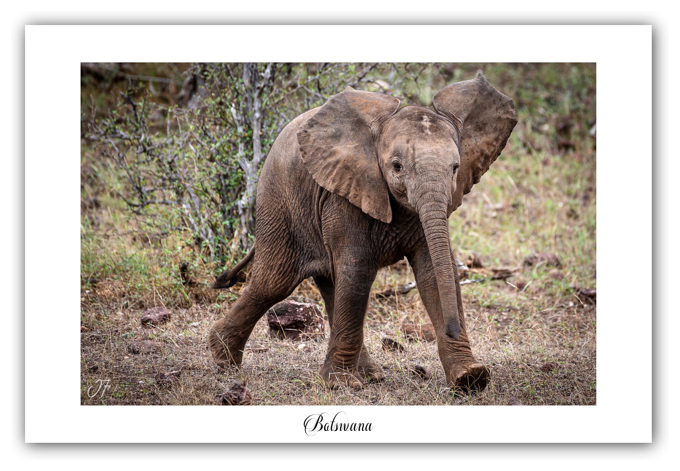 Poster Eléphant d'Afrique - Botswana (Afrique Australe). Affiches Formats 30x40 cm, 40x60 cm, 50x70 cm. Impression sur Papier Photo. Décoration murale. Paysage. Faune. Animaux sauvages.