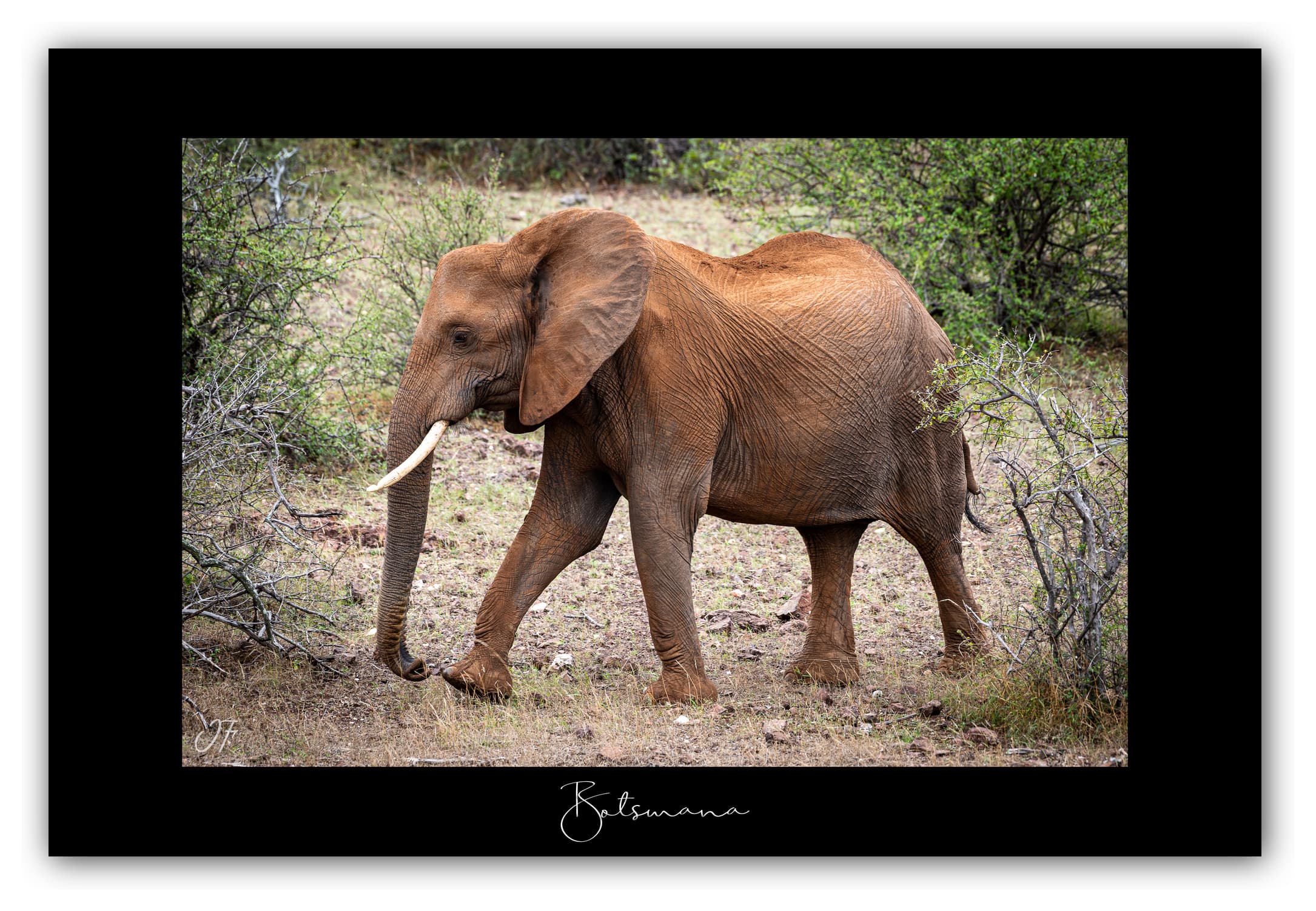 Poster Eléphant d'Afrique - Botswana (Afrique Australe). Affiches Formats 30x40 cm, 40x60 cm, 50x70 cm. Impression sur Papier Photo. Décoration murale. Paysage. Faune. Animaux sauvages.