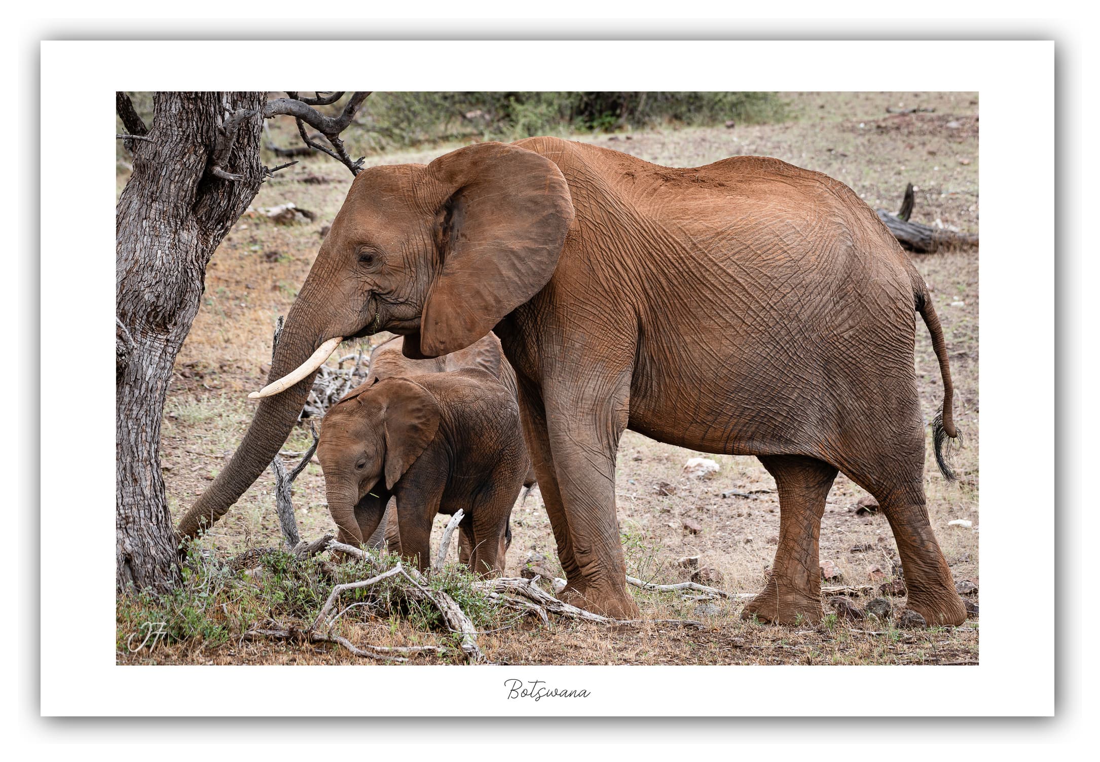 Poster Eléphant d'Afrique - Botswana (Afrique Australe). Affiches Formats 30x40 cm, 40x60 cm, 50x70 cm. Impression sur Papier Photo. Décoration murale. Paysage. Faune. Animaux sauvages.