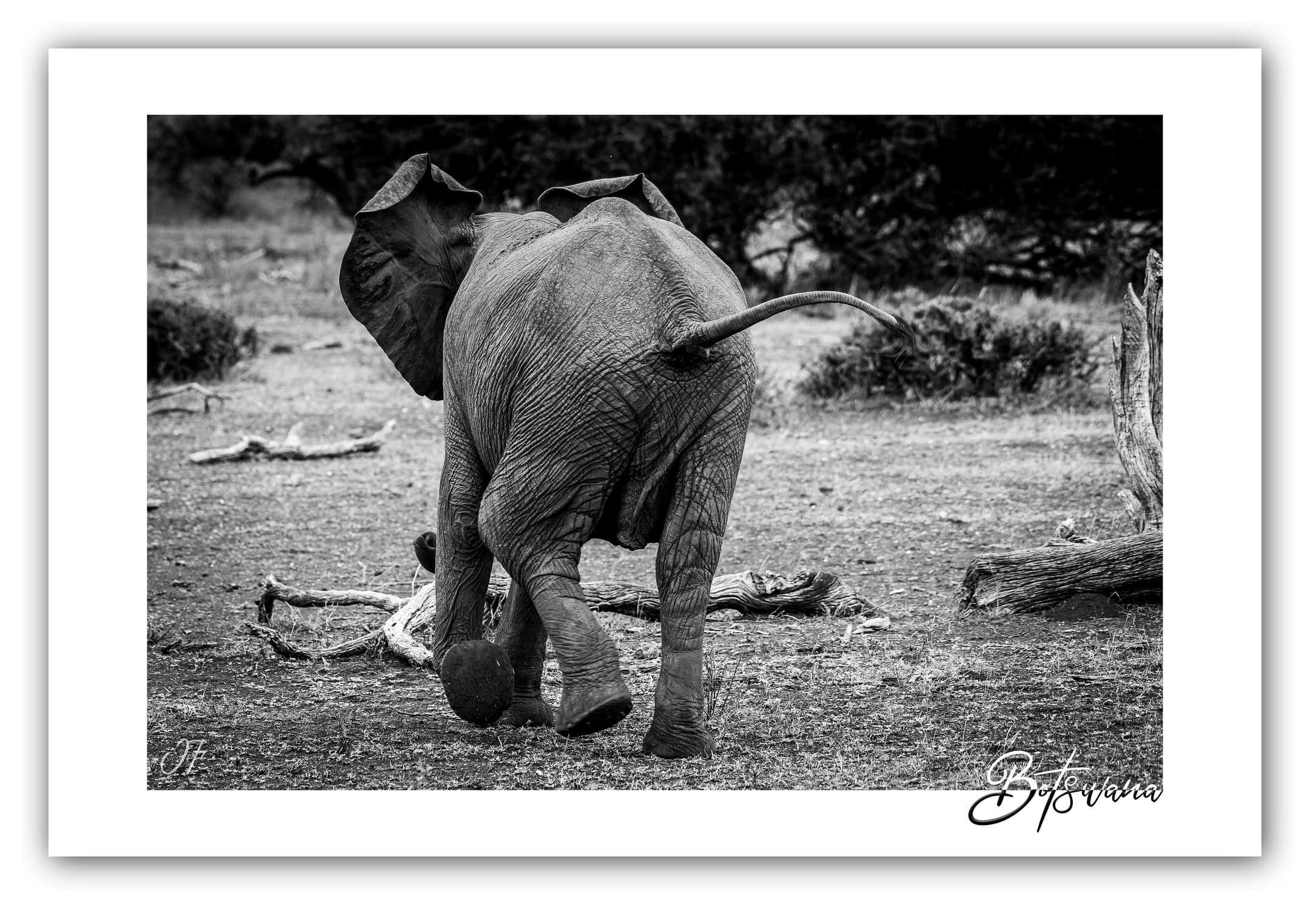 Poster Eléphant d'Afrique - Botswana (Afrique Australe). Affiches Formats 30x40 cm, 40x60 cm, 50x70 cm. Impression sur Papier Photo. Décoration murale. Paysage. Animaux sauvages.