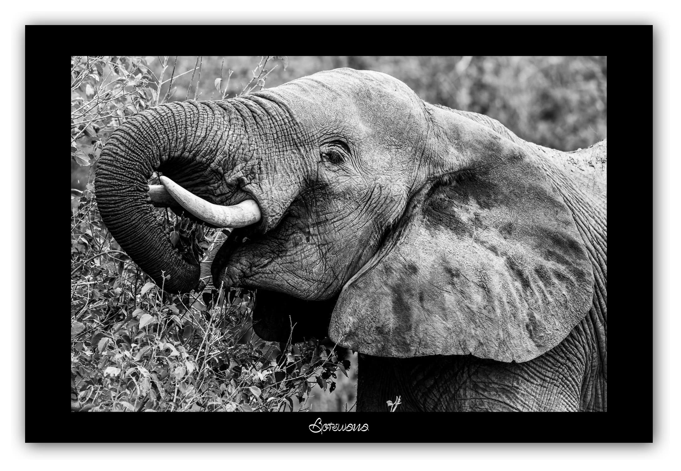 Poster Eléphant d'Afrique - Botswana (Afrique Australe). Affiches Formats 30x40 cm, 40x60 cm, 50x70 cm. Impression sur Papier Photo. Décoration murale. Paysage. Faune. Animaux sauvages.