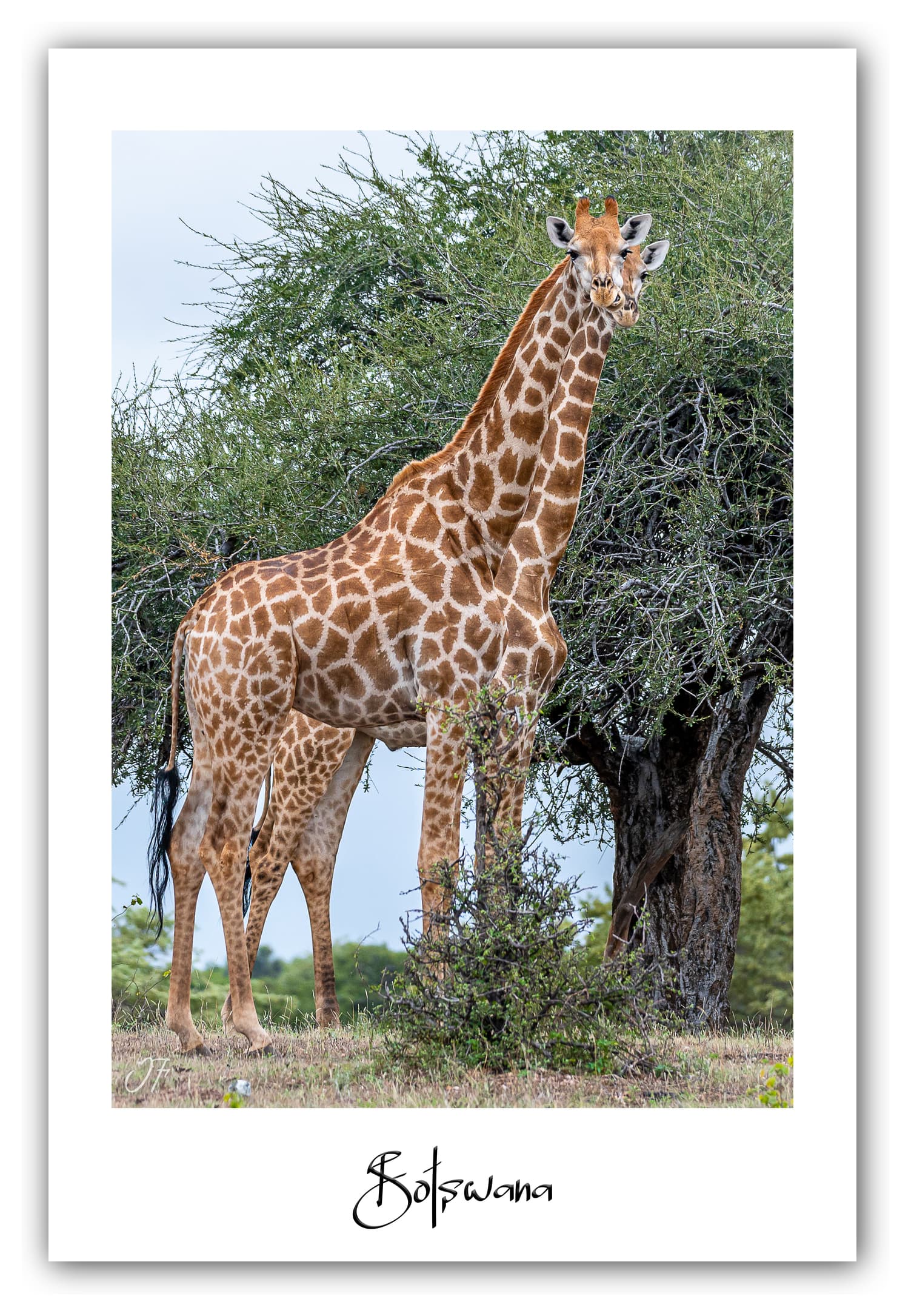 Poster Girafes - Botswana (Afrique Australe). Affiches Formats 30x40 cm, 40x60 cm, 50x70 cm. Impression sur Papier Photo. Décoration murale. Paysage. Animaux sauvages.