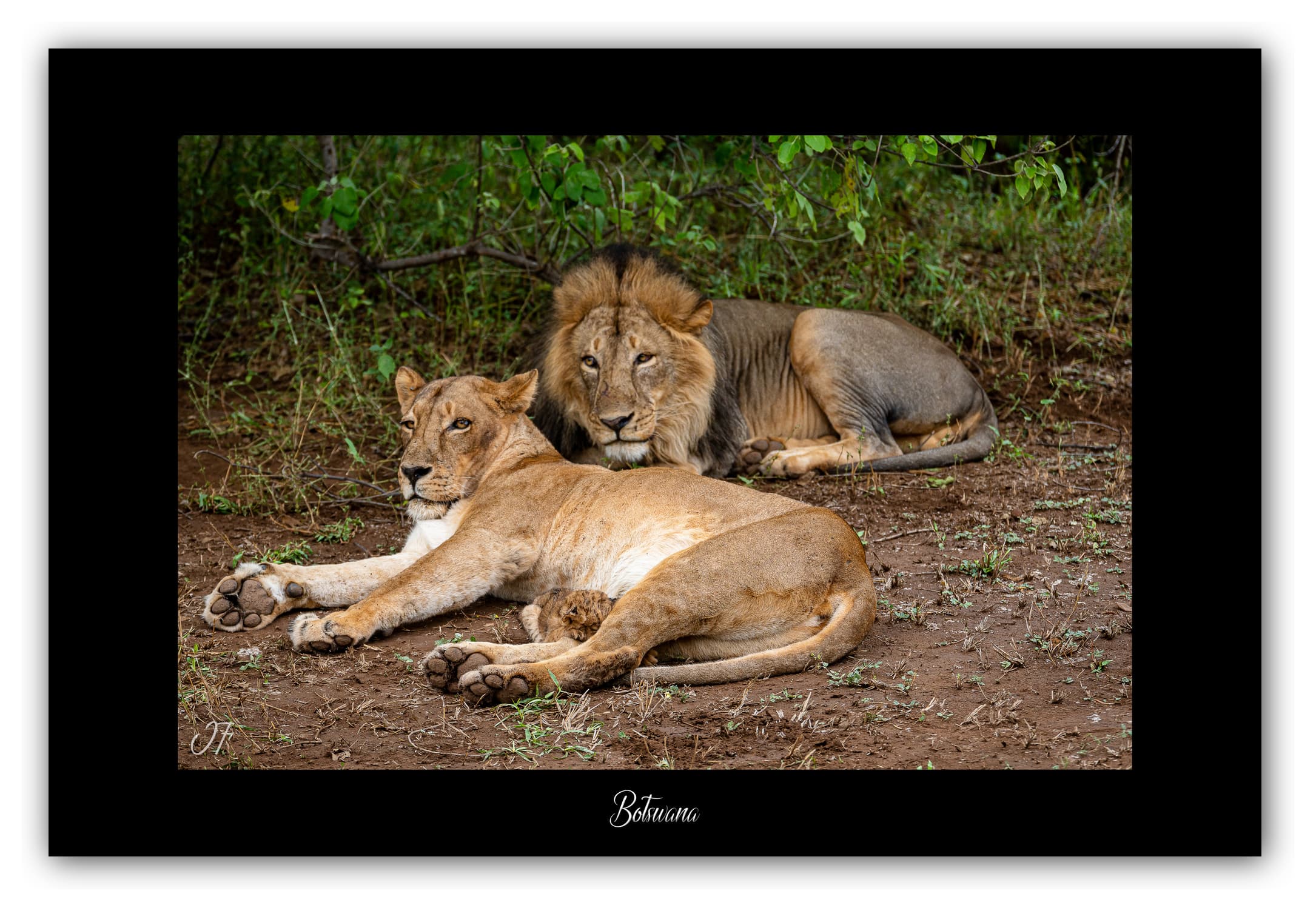 Poster Famille de Lions - Botswana (Afrique Australe). Affiches Formats 30x40 cm, 40x60 cm, 50x70 cm. Impression sur Papier Photo. Décoration murale. Paysage. Faune. Animaux sauvages.