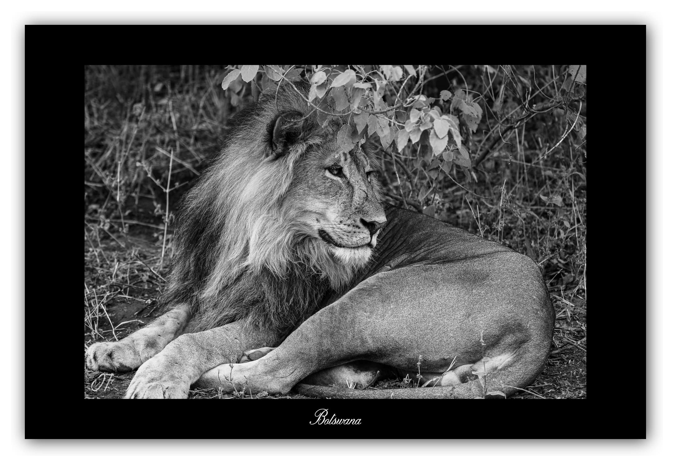 Poster Lion - Botswana (Afrique Australe). Affiches Formats 30x40 cm, 40x60 cm, 50x70 cm. Impression sur Papier Photo. Décoration murale. Paysage. Faune. Animaux sauvages.