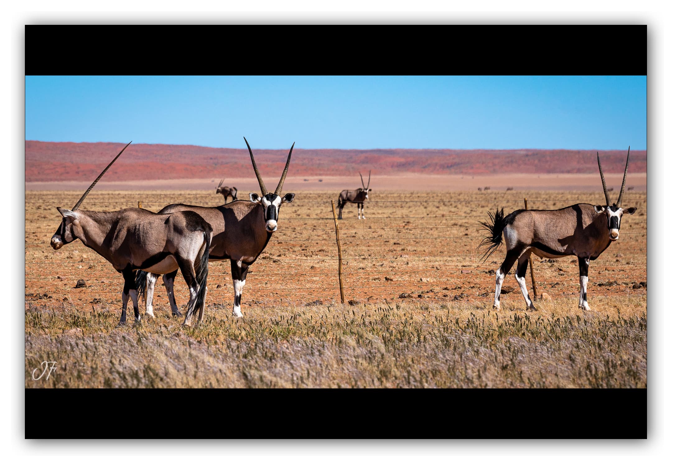 Poster Oryx Gazelle en Namibie (Afrique Australe). Affiches Formats 30x40 cm, 40x60 cm ou 50x70 cm. Impression sur Papier Photo. Décoration murale. Paysage. Désert.