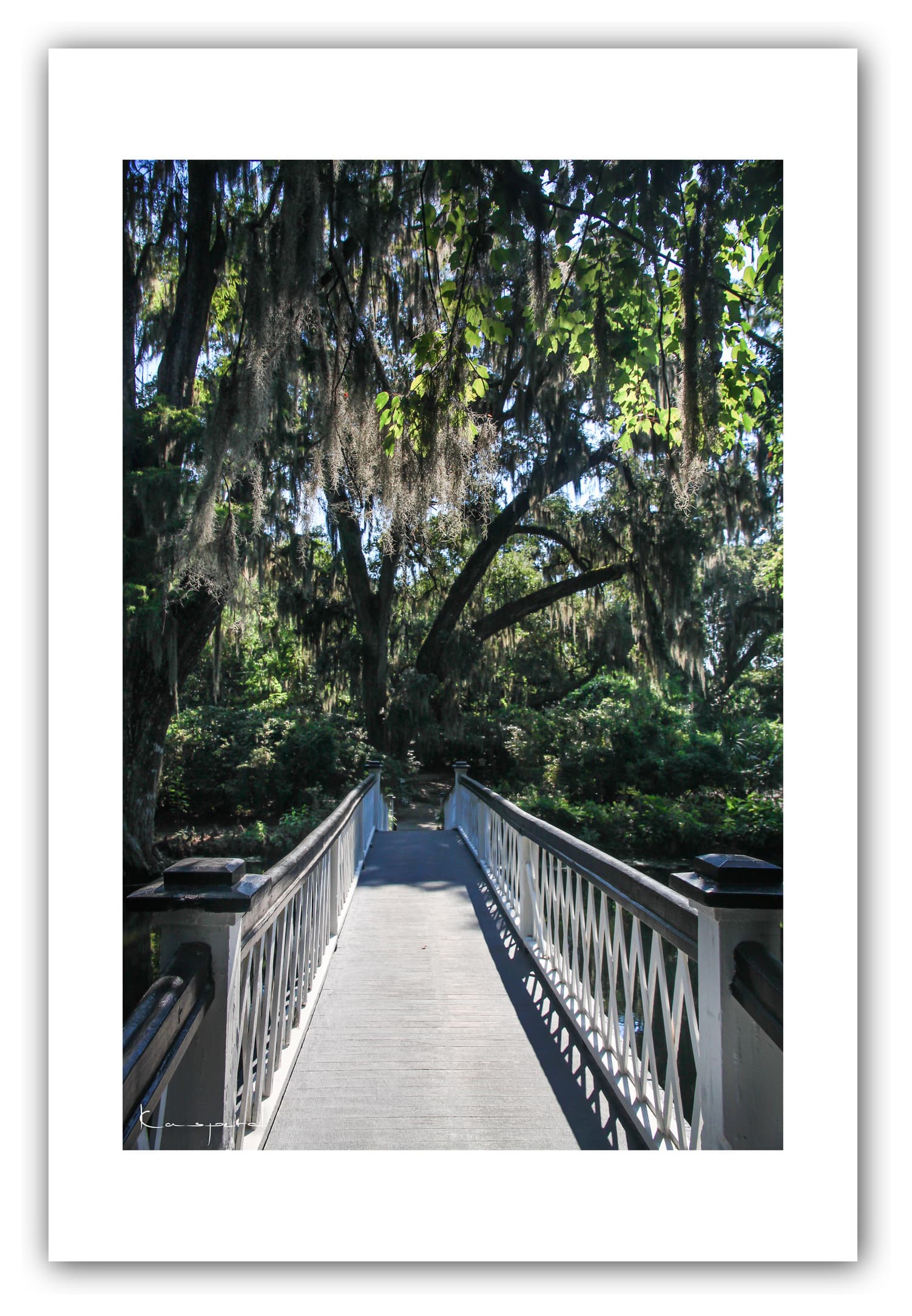 Poster Magnolia Plantation (Caroline du Sud - États-Unis). Affiches Formats 30x40 cm, 40x60 cm ou 50x70 cm. Impression sur Papier Photo. Décoration murale. Paysage. USA.
