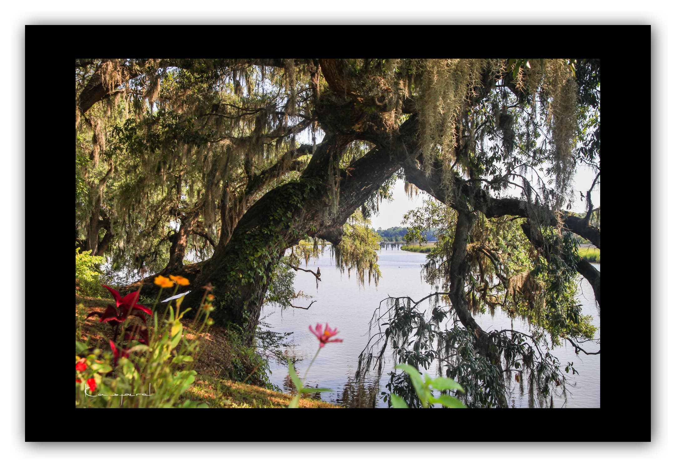 Poster Magnolia Plantation (Caroline du Sud - États-Unis). Affiches Formats 30x40 cm, 40x60 cm ou 50x70 cm. Impression sur Papier Photo. Décoration murale. Paysage. USA.