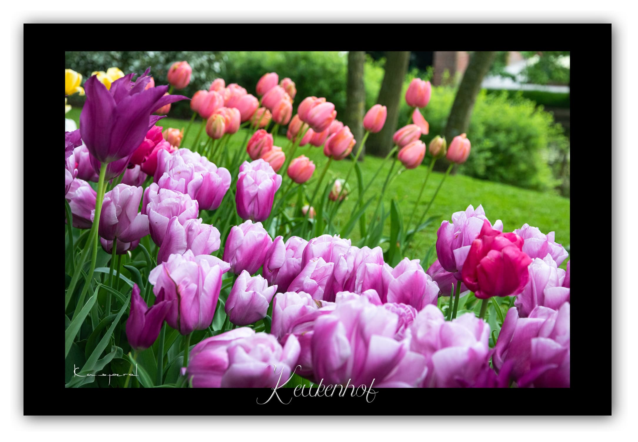 Poster Tulipes - Keukenhof (Hollande). Affiches Formats 30x40 cm, 40x60 cm ou 50x70 cm. Impression sur Papier Photo. Décoration murale. Nature. Fleurs.