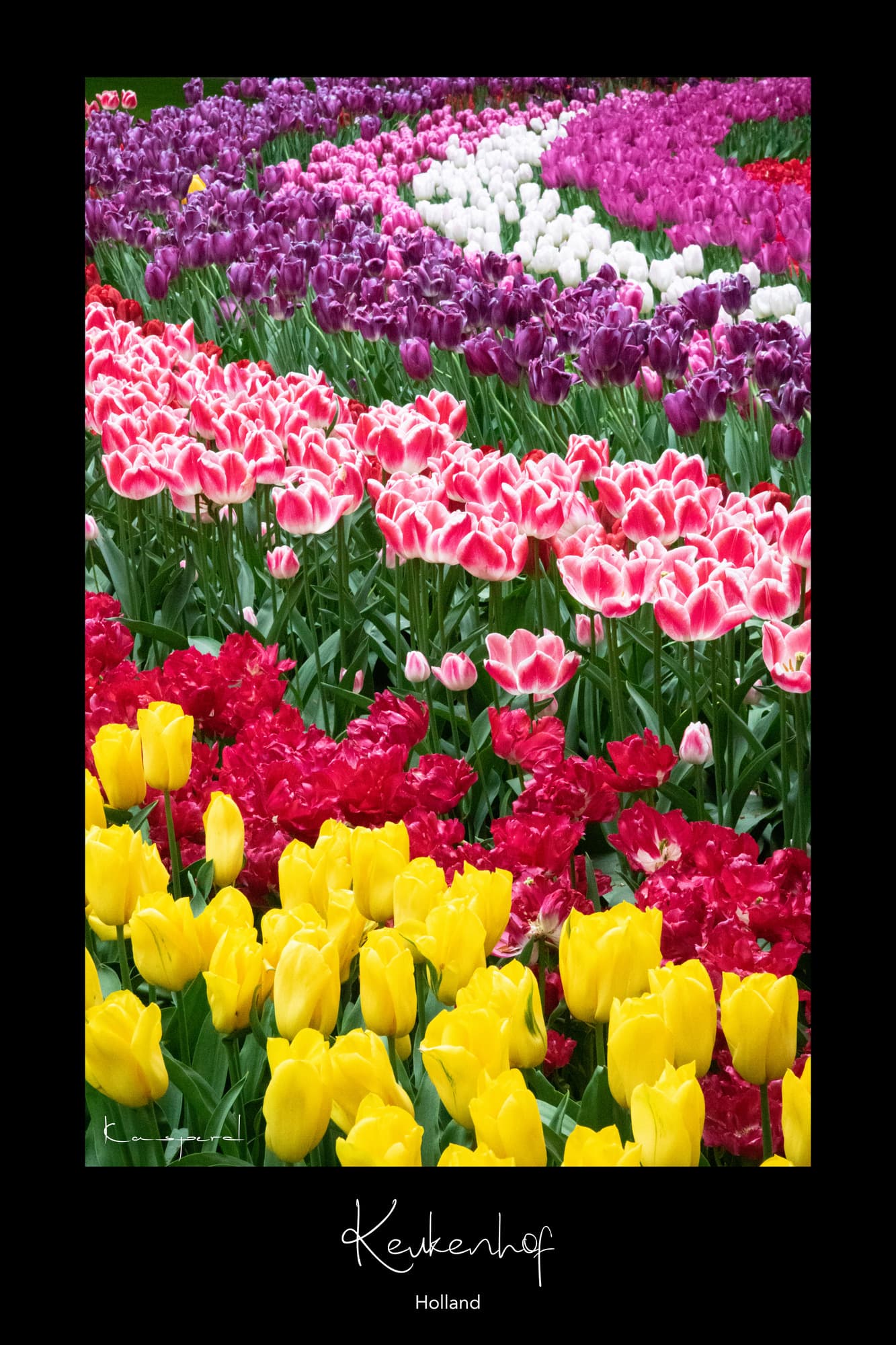 Poster Tulipes - Keukenhof (Hollande). Affiches Formats 30x40 cm, 40x60 cm ou 50x70 cm. Impression sur Papier Photo. Décoration murale. Nature. Fleurs.