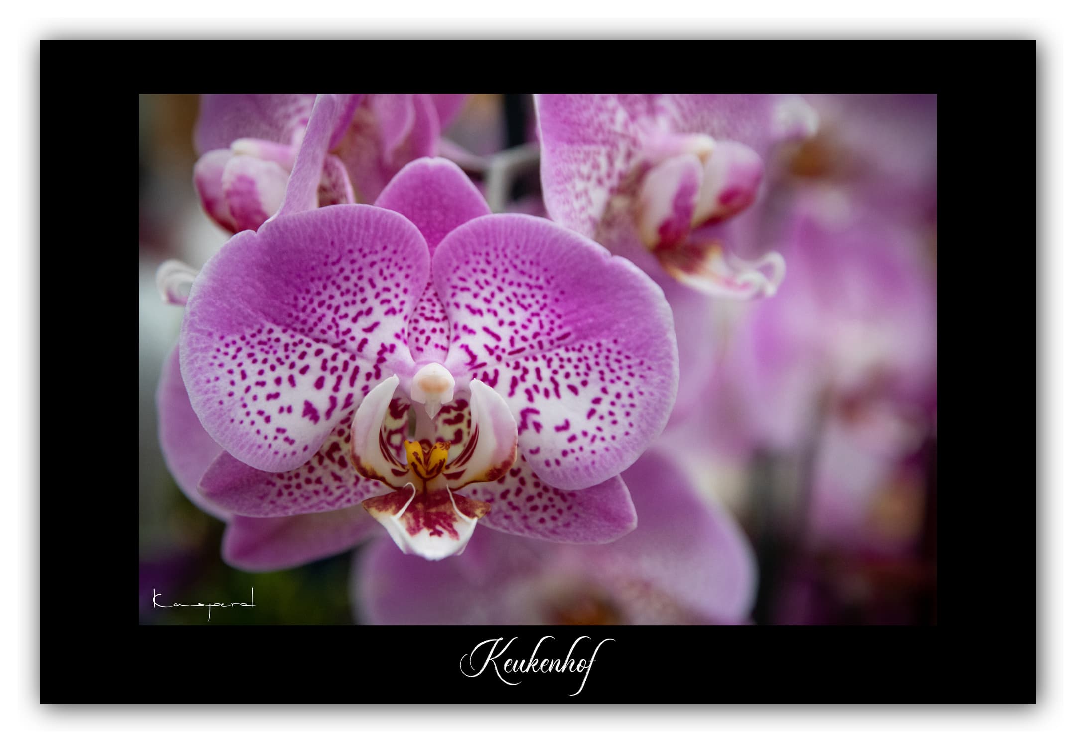 Poster Orchidée - Keukenhof (Hollande). Affiches Formats 30x40 cm, 40x60 cm ou 50x70 cm. Impression sur Papier Photo. Décoration murale. Nature. Fleurs.