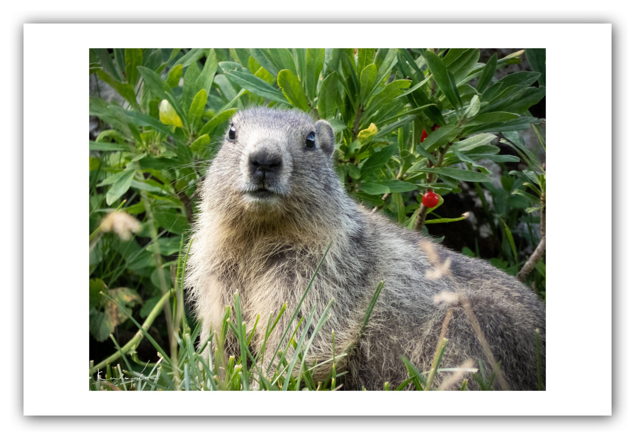 Poster Marmotte - Savoie (Les Alpes - France). Affiches Formats 30x40 cm, 40x60 cm ou 50x70 cm. Impression sur Papier Photo. Décoration murale. Paysage montagne. Eté.