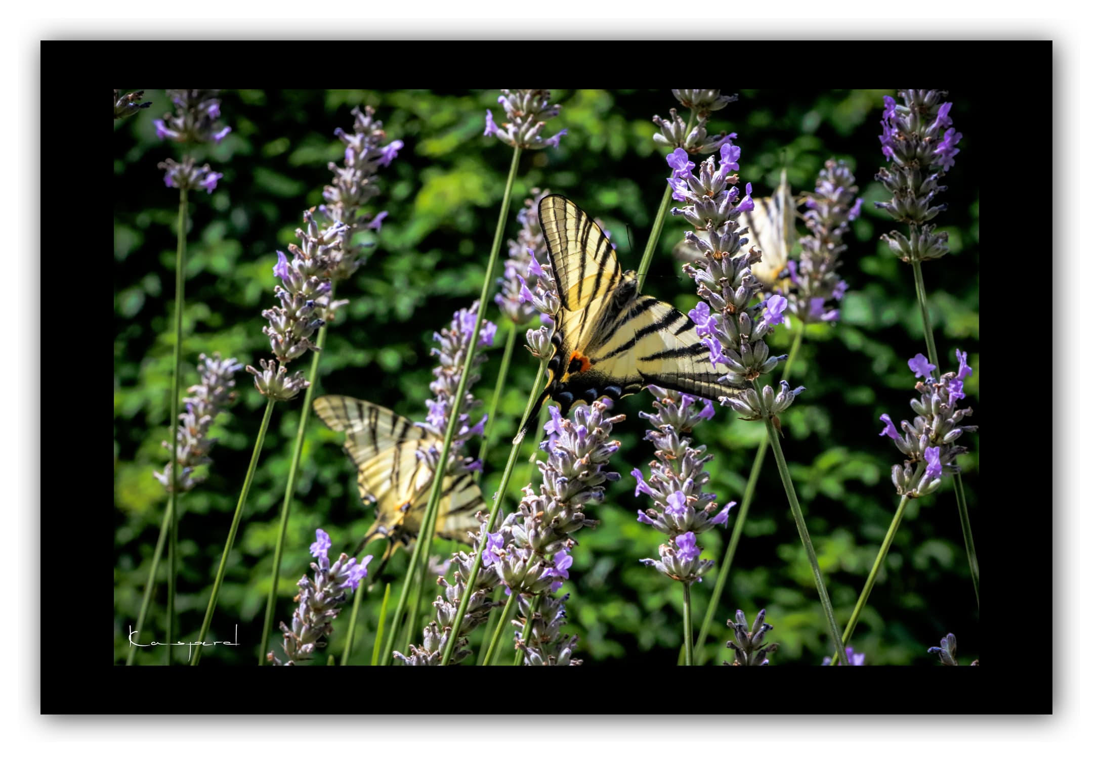 Poster Papillons et Lavandes - Ardèche (France). Affiches Formats 30x40 cm, 40x60 cm ou 50x70 cm. Impression sur Papier Photo. Décoration murale. Paysage. Nature.