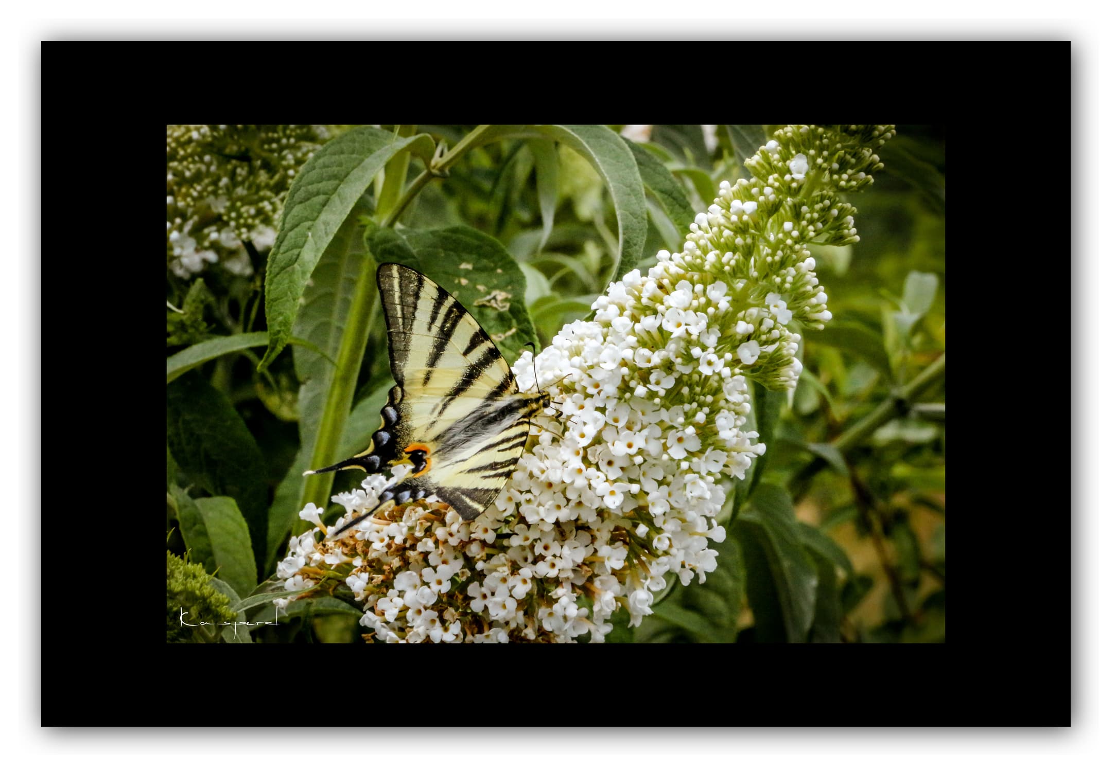 Poster Papillons - Ardèche (France). Affiches Formats 30x40 cm, 40x60 cm ou 50x70 cm. Impression sur Papier Photo. Décoration murale. Paysage. Nature.