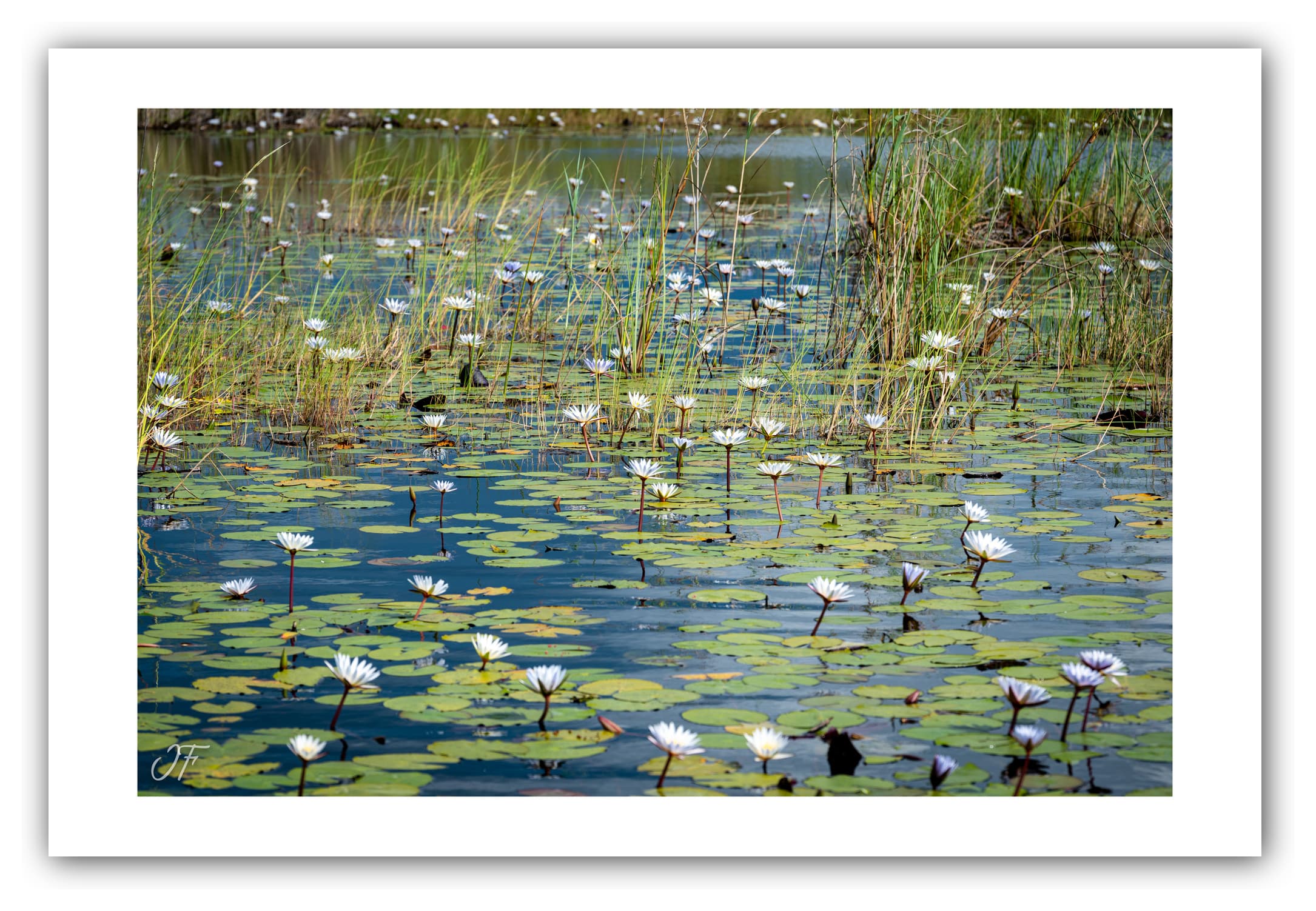 Poster Nénuphars - Botswana (Afrique Australe). Affiches Formats 30x40 cm, 40x60 cm ou 50x70 cm. Impression sur Papier Photo. Décoration murale. Paysage. Faune. Animaux sauvages.