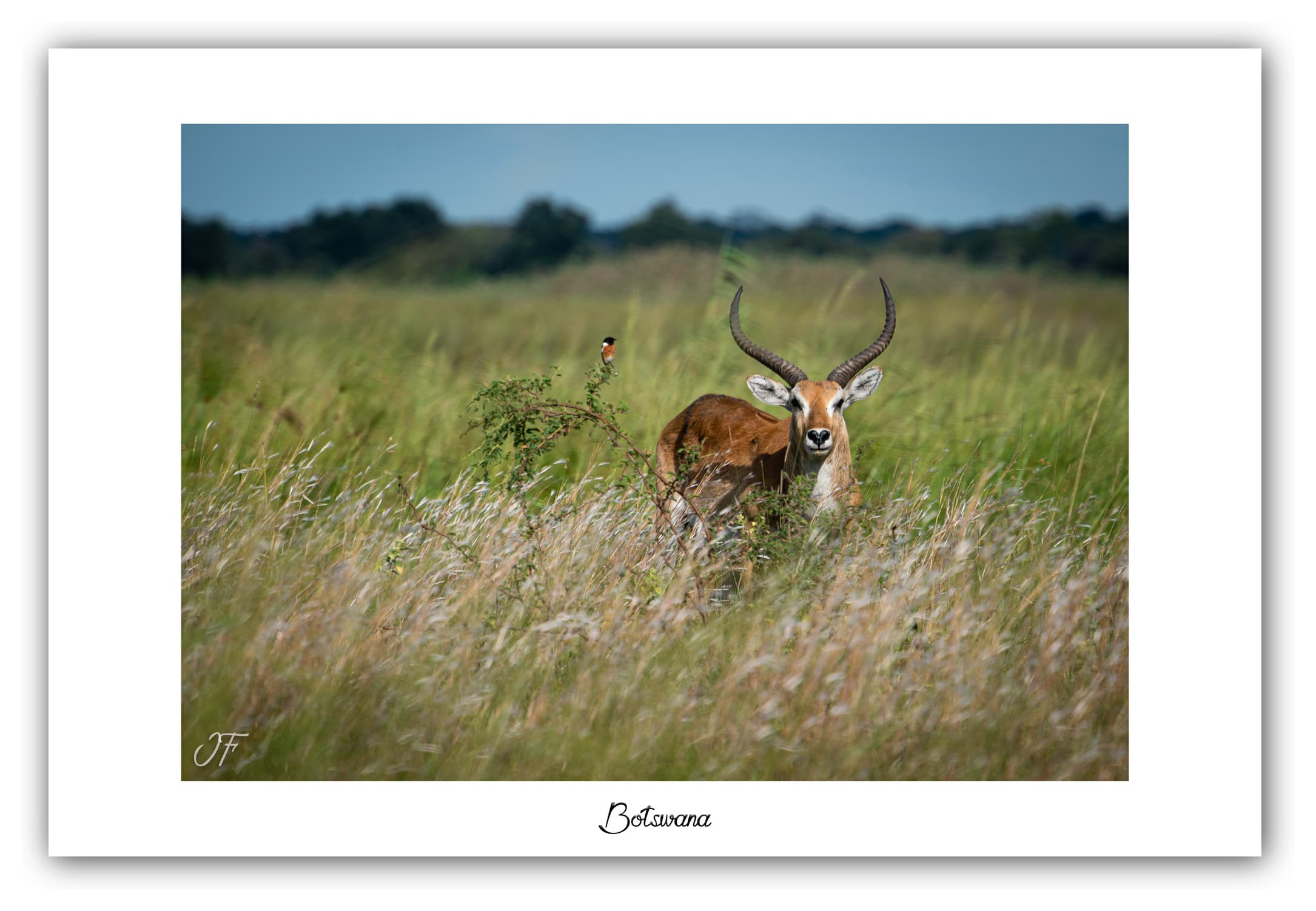Poster Cobe de Lechwe - Botswana (Afrique Australe). Affiches Formats 30x40 cm, 40x60 cm ou 50x70 cm. Impression sur Papier Photo. Décoration murale. Paysage. Faune. Animaux sauvages.