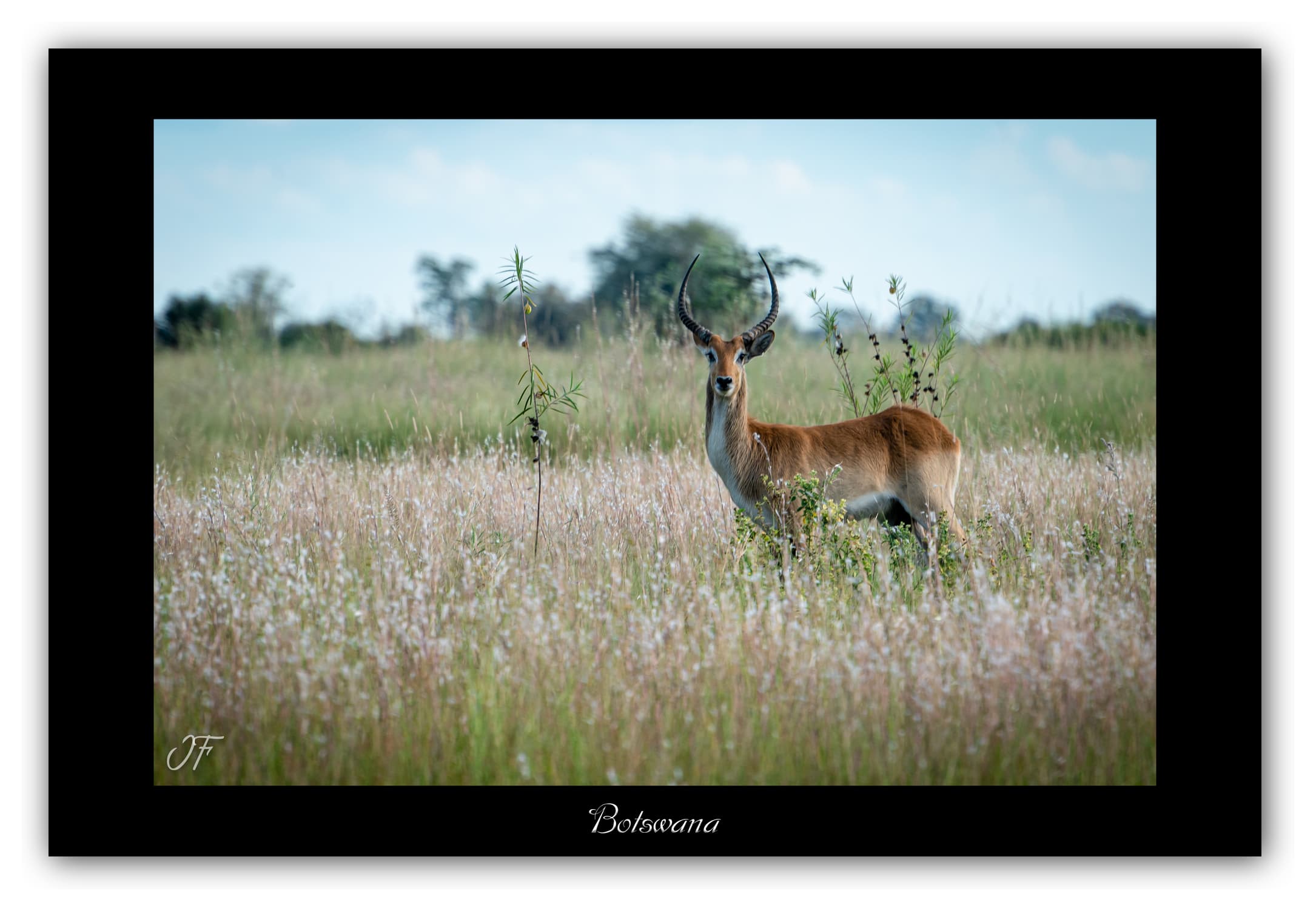 Poster Cobe de Lechwe - Botswana (Afrique Australe). Affiches Formats 30x40 cm, 40x60 cm ou 50x70 cm. Impression sur Papier Photo. Décoration murale. Paysage. Faune. Animaux sauvages.