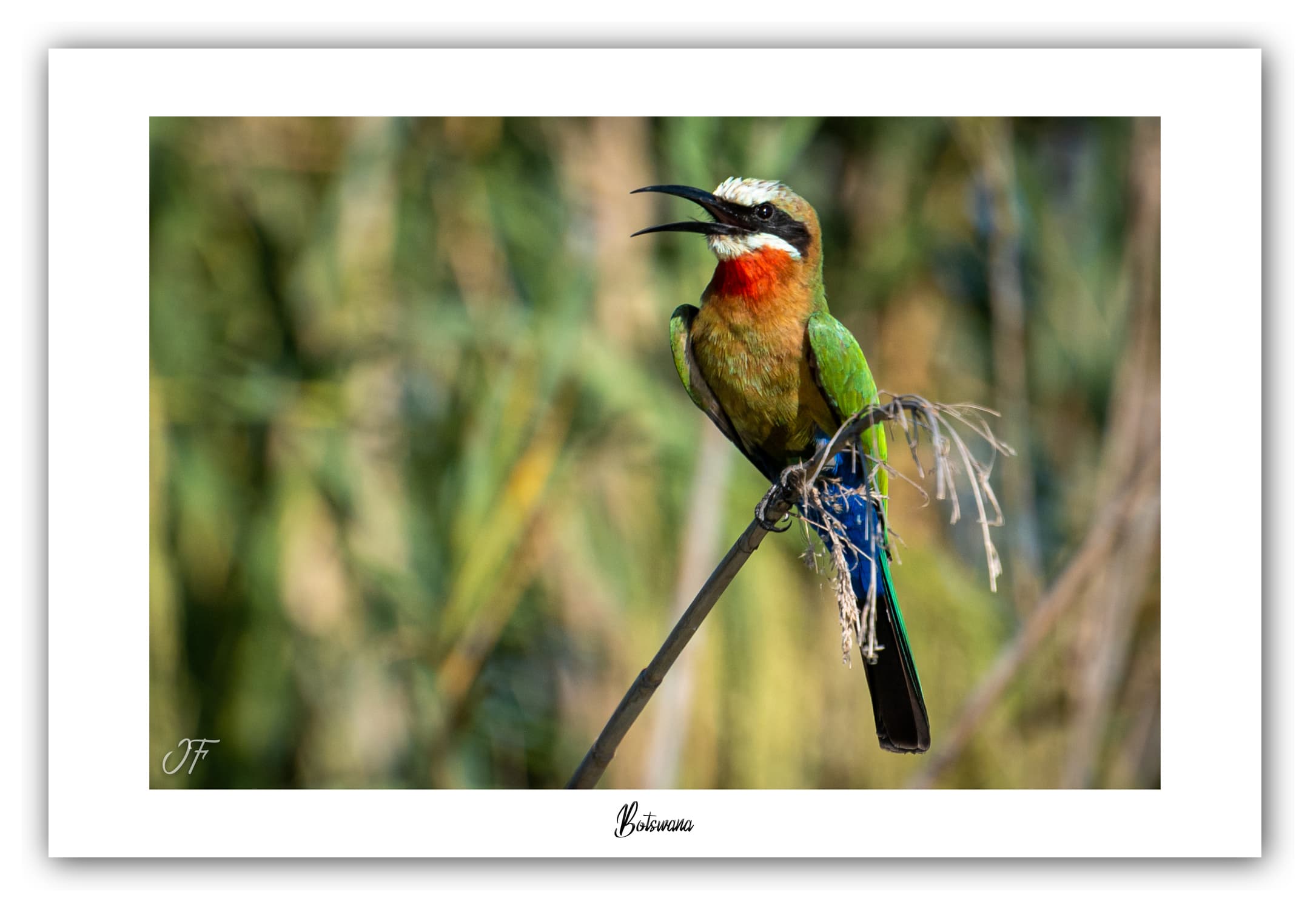 Poster Guêpier - Botswana (Afrique Australe). Affiches Formats 30x40 cm, 40x60 cm ou 50x70 cm. Impression sur Papier Photo. Décoration murale. Paysage. Faune. Animaux sauvages.