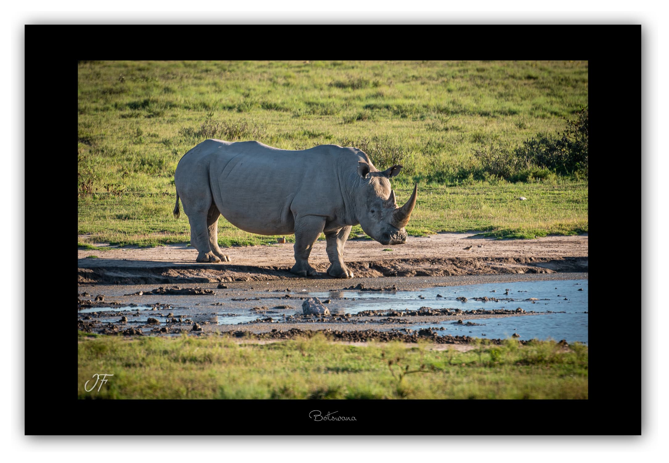 Poster Rhinocéros - Botswana (Afrique Australe). Affiches Formats 30x40 cm, 40x60 cm ou 50x70 cm. Impression sur Papier Photo. Décoration murale. Paysage. Faune. Animaux sauvages.