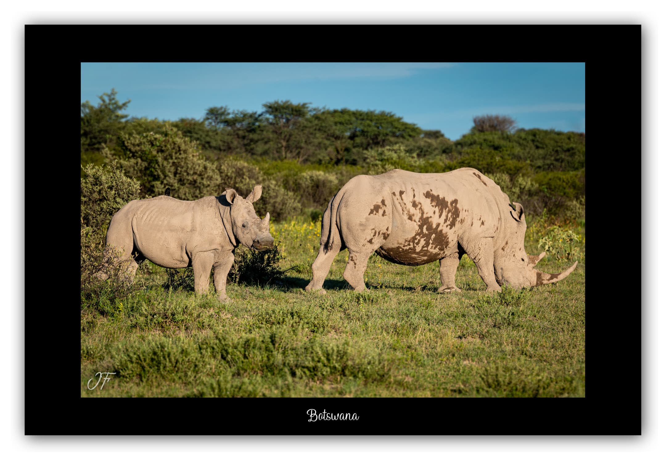 Poster Rhinocéros blancs - Botswana (Afrique Australe). Affiches Formats 30x40 cm, 40x60 cm ou 50x70 cm. Impression sur Papier Photo. Décoration murale. Paysage. Faune. Animaux sauvages.