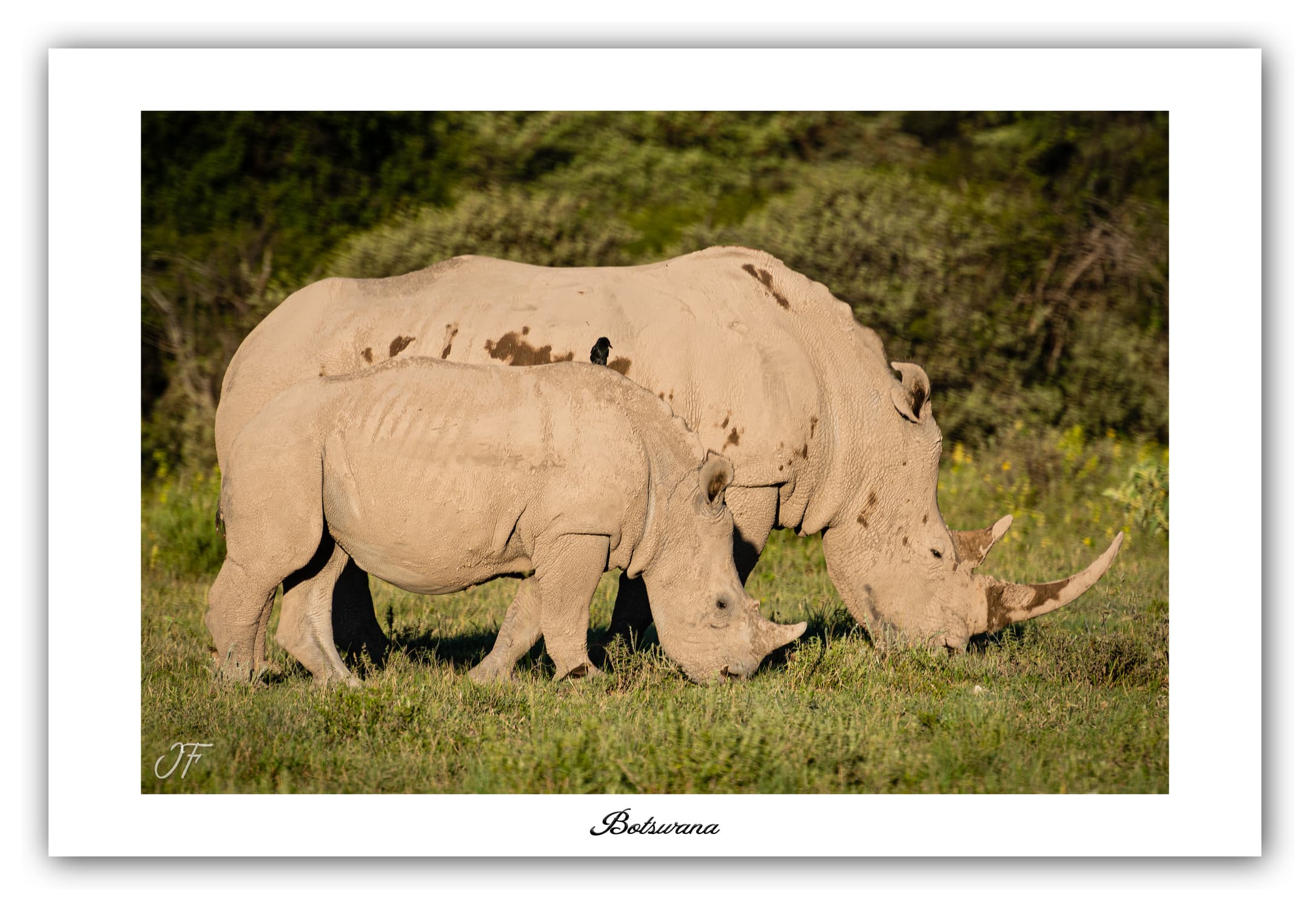 Poster Rhinocéros blancs - Botswana (Afrique Australe). Affiches Formats 30x40 cm, 40x60 cm ou 50x70 cm. Impression sur Papier Photo. Décoration murale. Paysage. Faune. Animaux sauvages.
