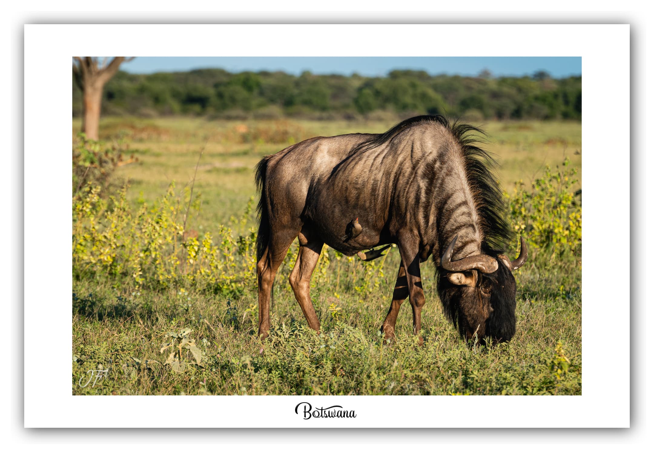 Poster Gnou - Botswana (Afrique Australe). Affiches Formats 30x40 cm, 40x60 cm ou 50x70 cm. Impression sur Papier Photo. Décoration murale. Paysage. Faune. Animaux sauvages.