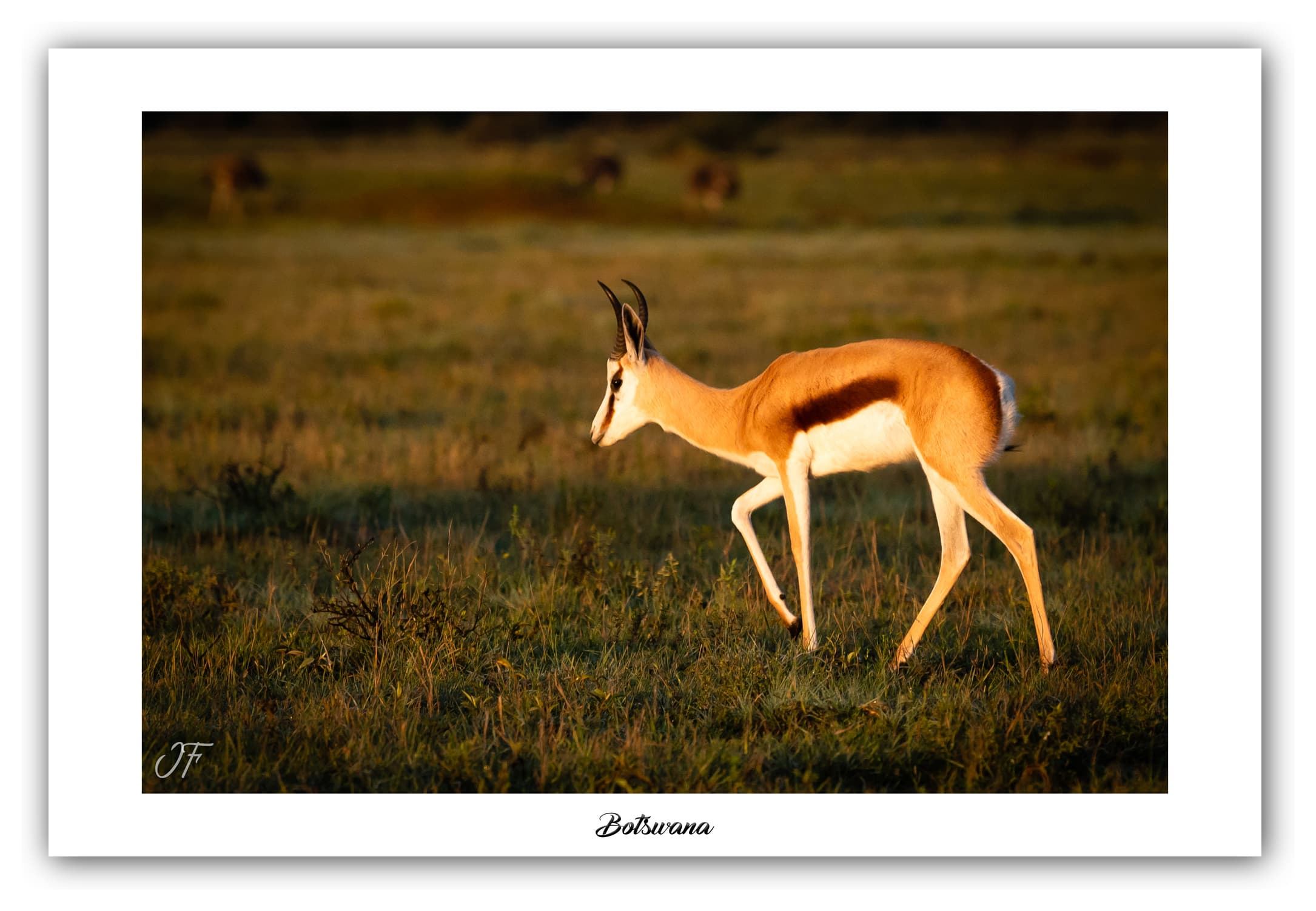 Poster Springbok - Botswana (Afrique Australe). Affiches Formats 30x40 cm, 40x60 cm ou 50x70 cm. Impression sur Papier Photo. Décoration murale. Paysage. Faune. Animaux sauvages.