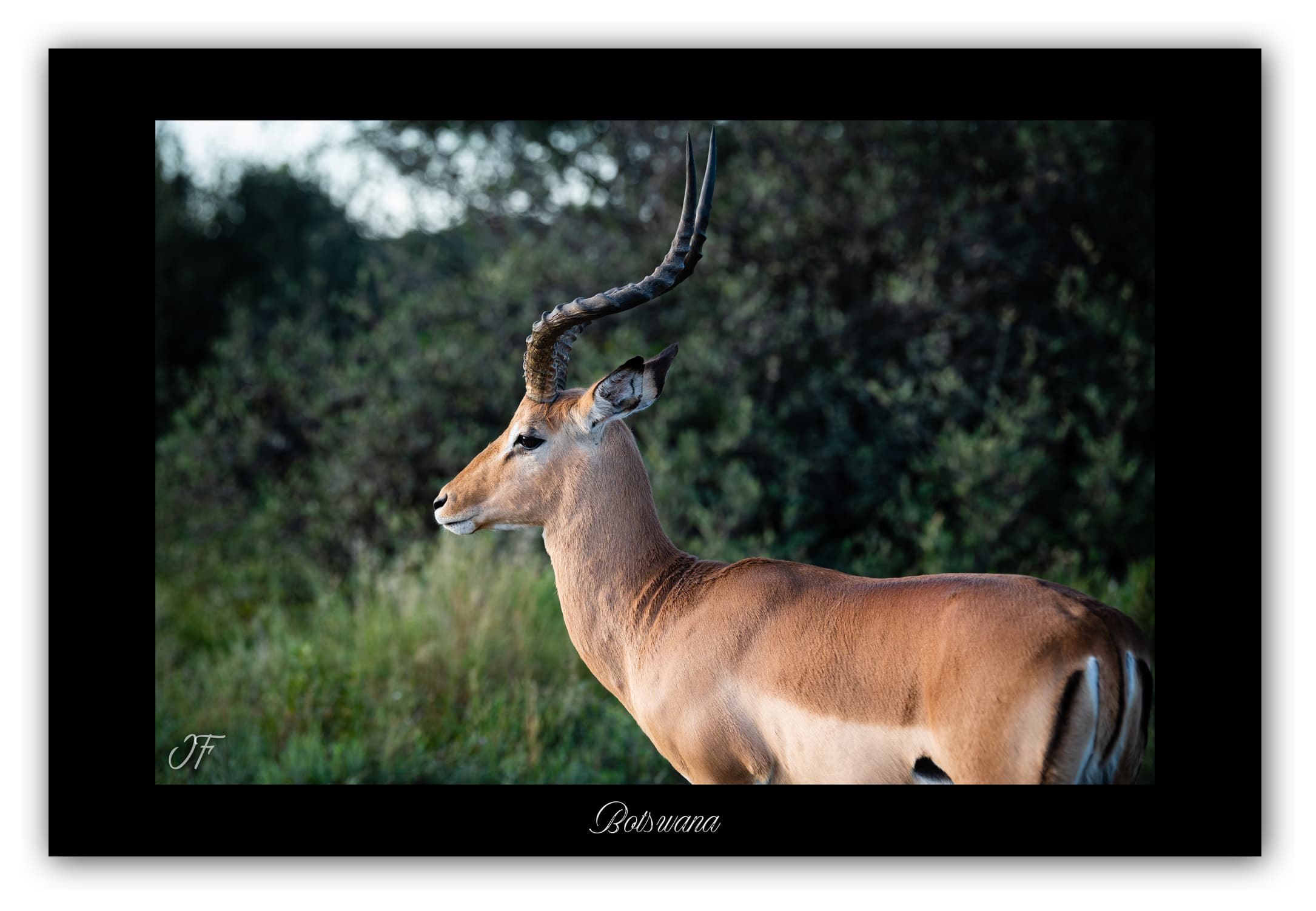 Poster Cobe de Lechwe - Botswana (Afrique Australe). Affiches Formats 30x40 cm, 40x60 cm ou 50x70 cm. Impression sur Papier Photo. Décoration murale. Paysage. Faune. Animaux sauvages.