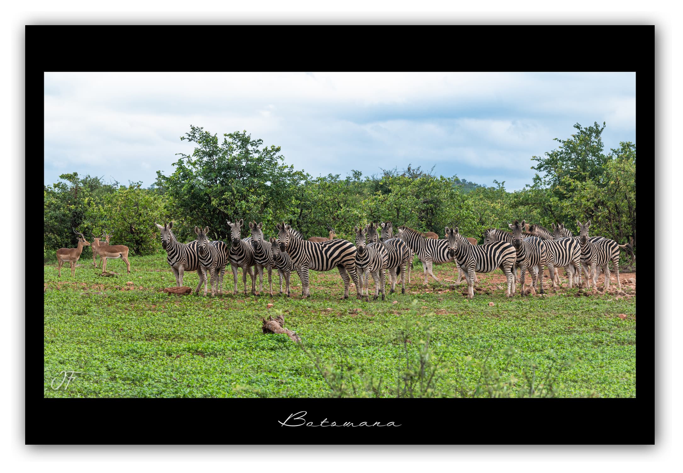Poster Zèbres - Botswana (Afrique Australe). Affiches Formats 30x40 cm, 40x60 cm ou 50x70 cm. Impression sur Papier Photo. Décoration murale. Paysage. Faune. Animaux sauvages.