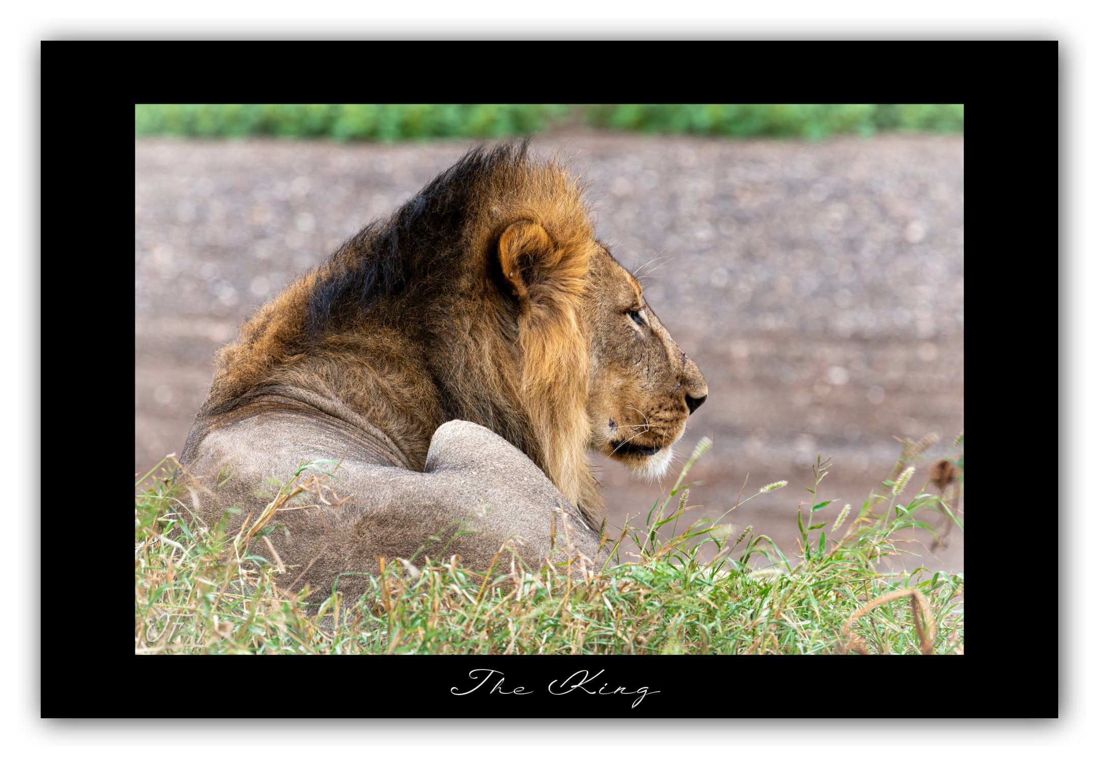 Poster Lion - Botswana (Afrique Australe). Affiches Formats 30x40 cm, 40x60 cm ou 50x70 cm. Impression sur Papier Photo. Décoration murale. Paysage. Faune. Animaux sauvages.
