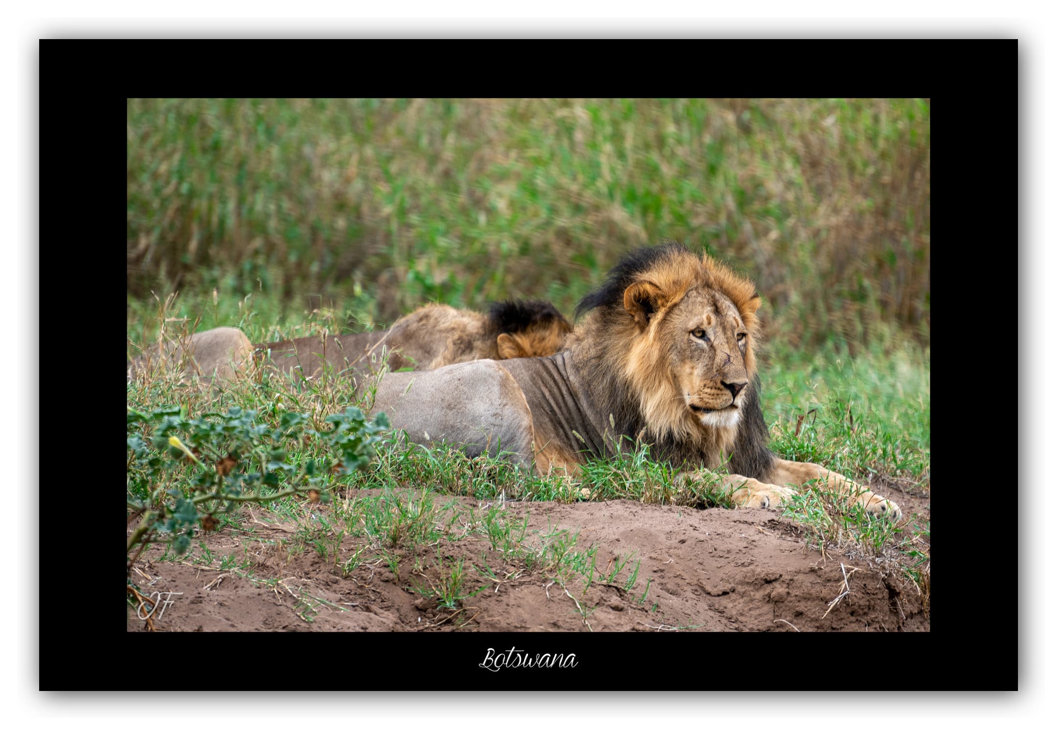Poster Lion - Botswana (Afrique Australe). Affiches Formats 30x40 cm, 40x60 cm ou 50x70 cm. Impression sur Papier Photo. Décoration murale. Paysage. Faune. Animaux sauvages.