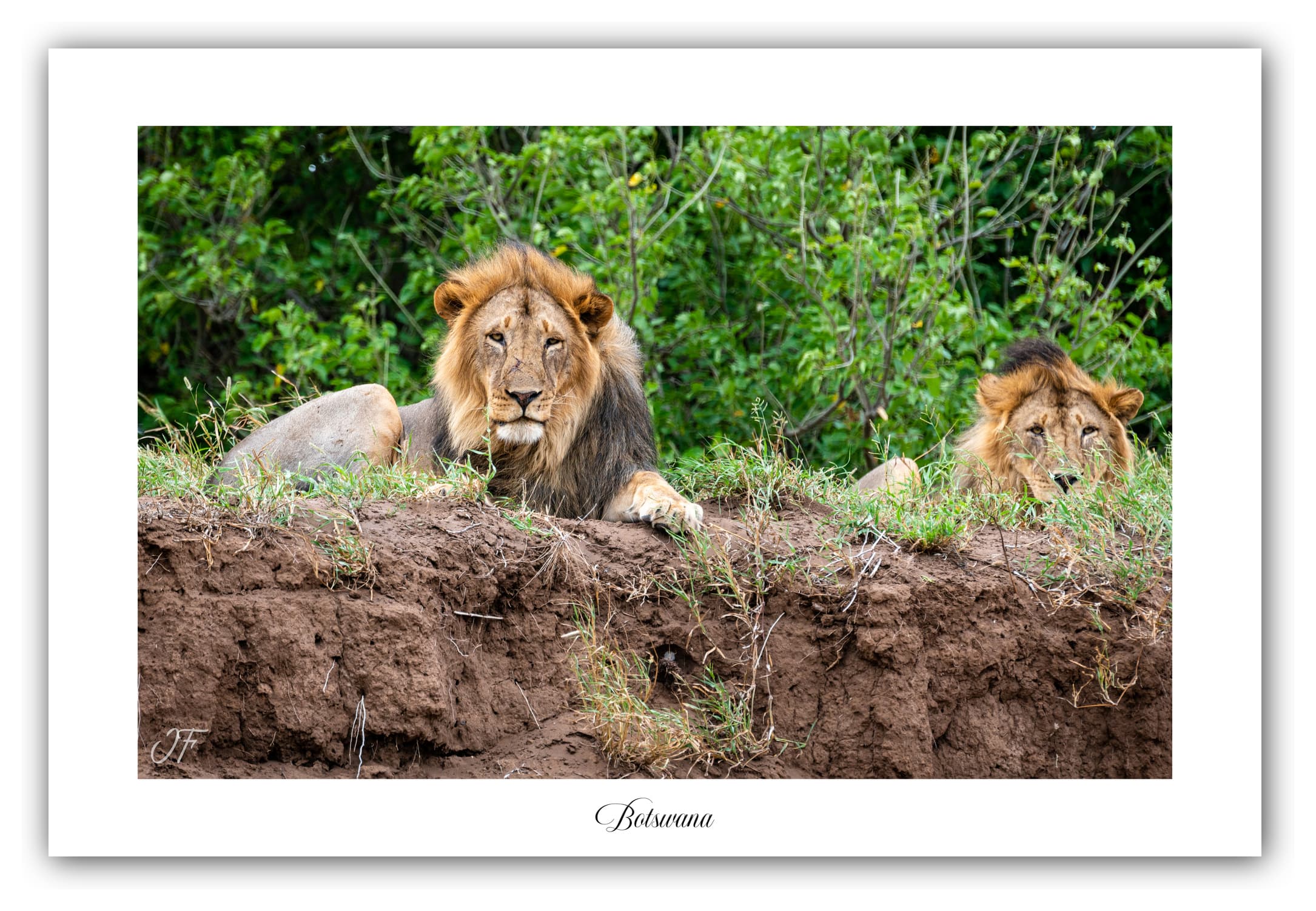 Poster Lions - Botswana (Afrique Australe). Affiches Formats 30x40 cm, 40x60 cm ou 50x70 cm. Impression sur Papier Photo. Décoration murale. Paysage. Faune. Animaux sauvages.