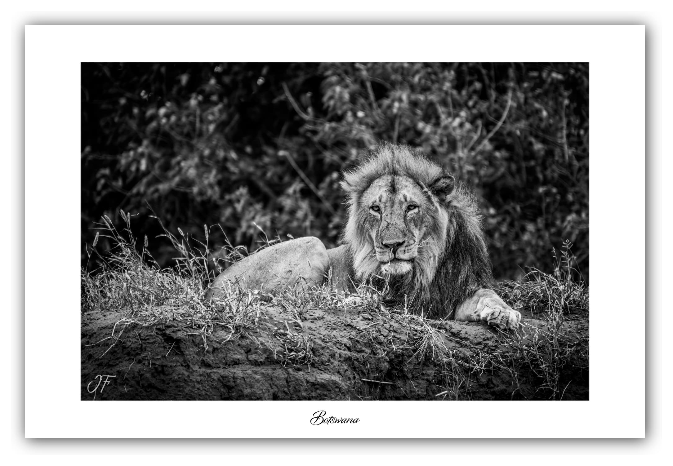 Poster Lion - Botswana (Afrique Australe). Affiches Formats 30x40 cm, 40x60 cm ou 50x70 cm. Impression sur Papier Photo. Décoration murale. Paysage. Faune. Animaux sauvages. Noir et Blanc.