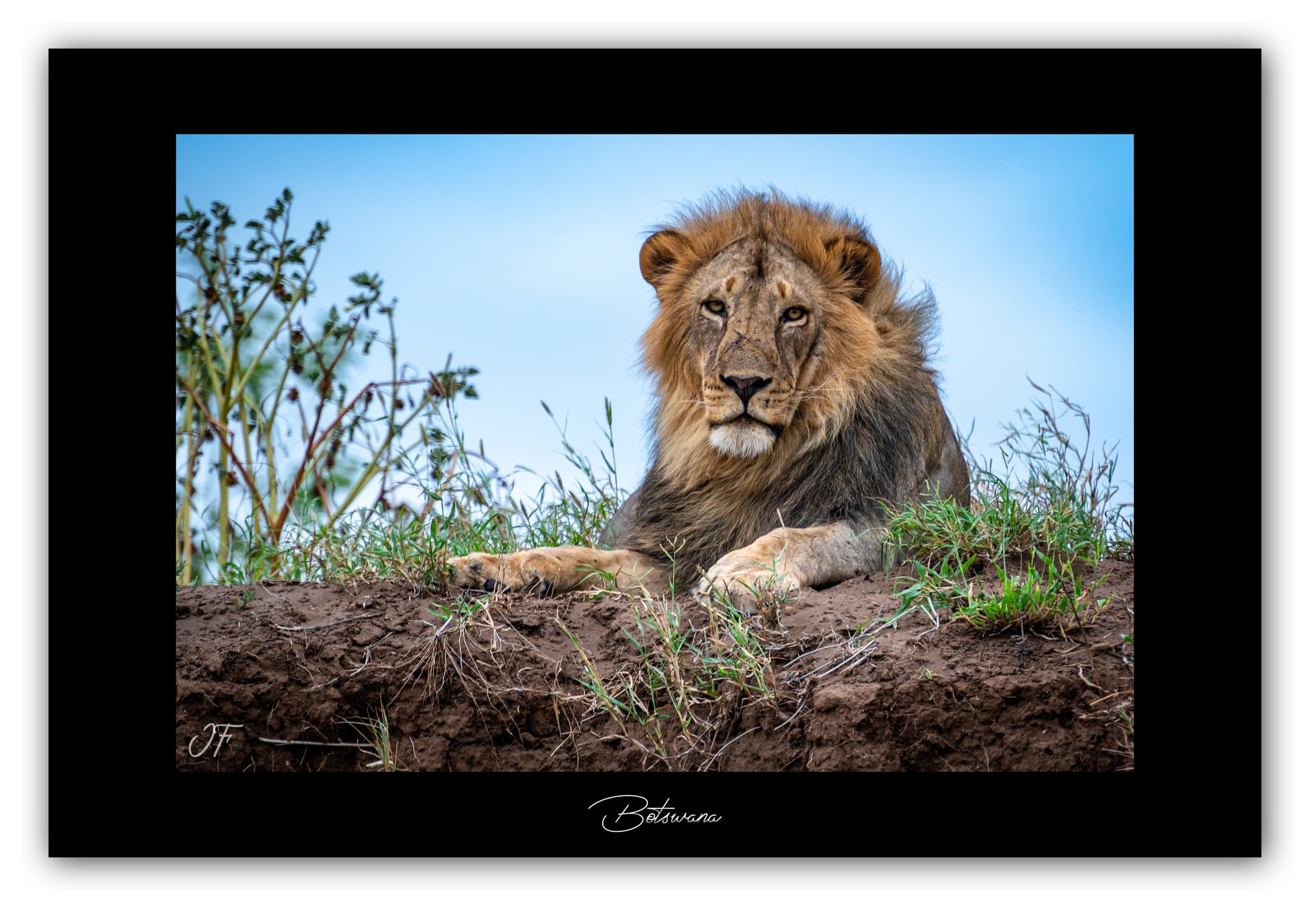Poster Lion - Botswana (Afrique Australe). Affiches Formats 30x40 cm, 40x60 cm ou 50x70 cm. Impression sur Papier Photo. Décoration murale. Paysage. Faune. Animaux sauvages.