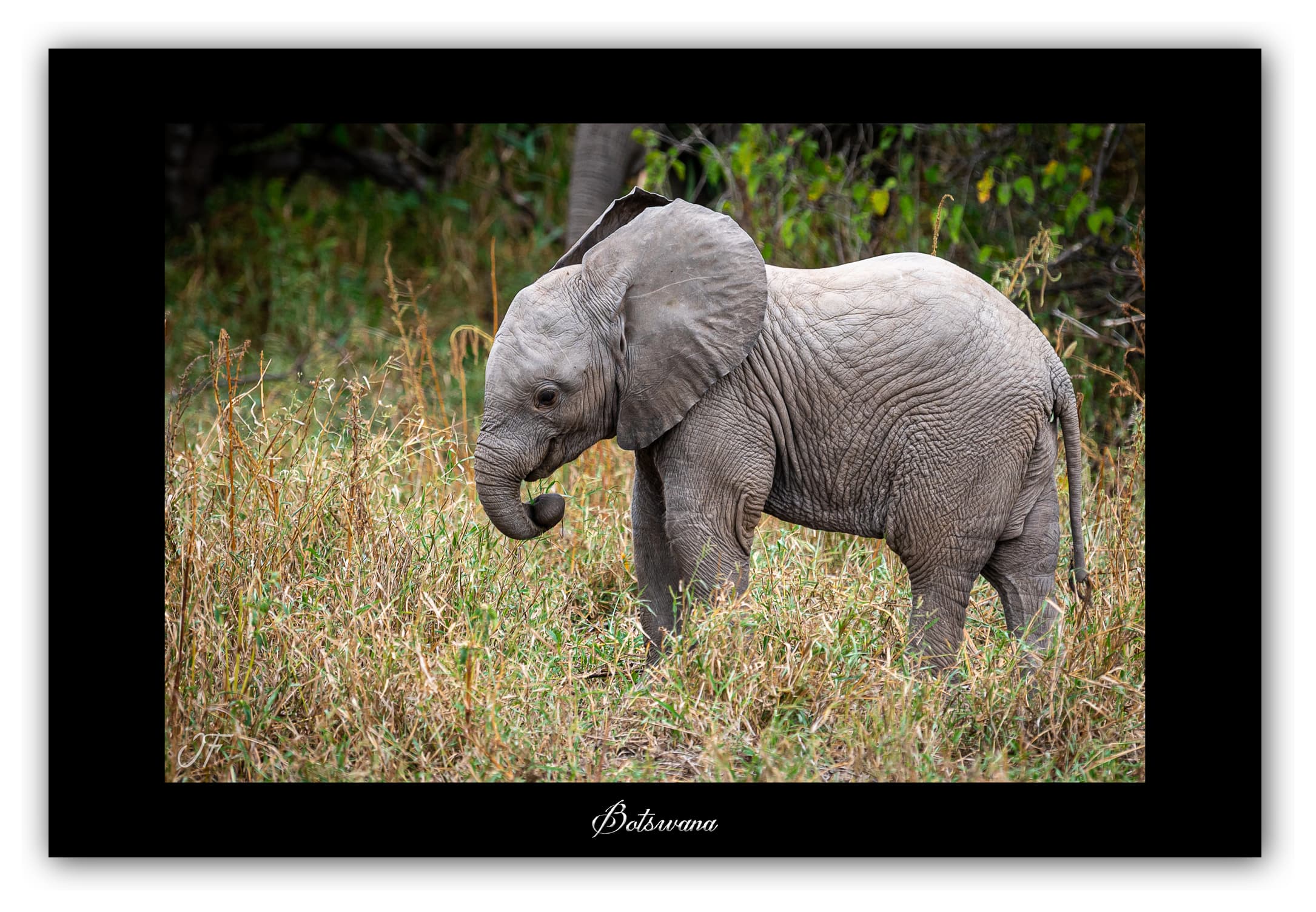 Poster Eléphanteau - Botswana (Afrique Australe). Affiches Formats 30x40 cm, 40x60 cm ou 50x70 cm. Impression sur Papier Photo. Décoration murale. Paysage. Faune. Animaux sauvages.