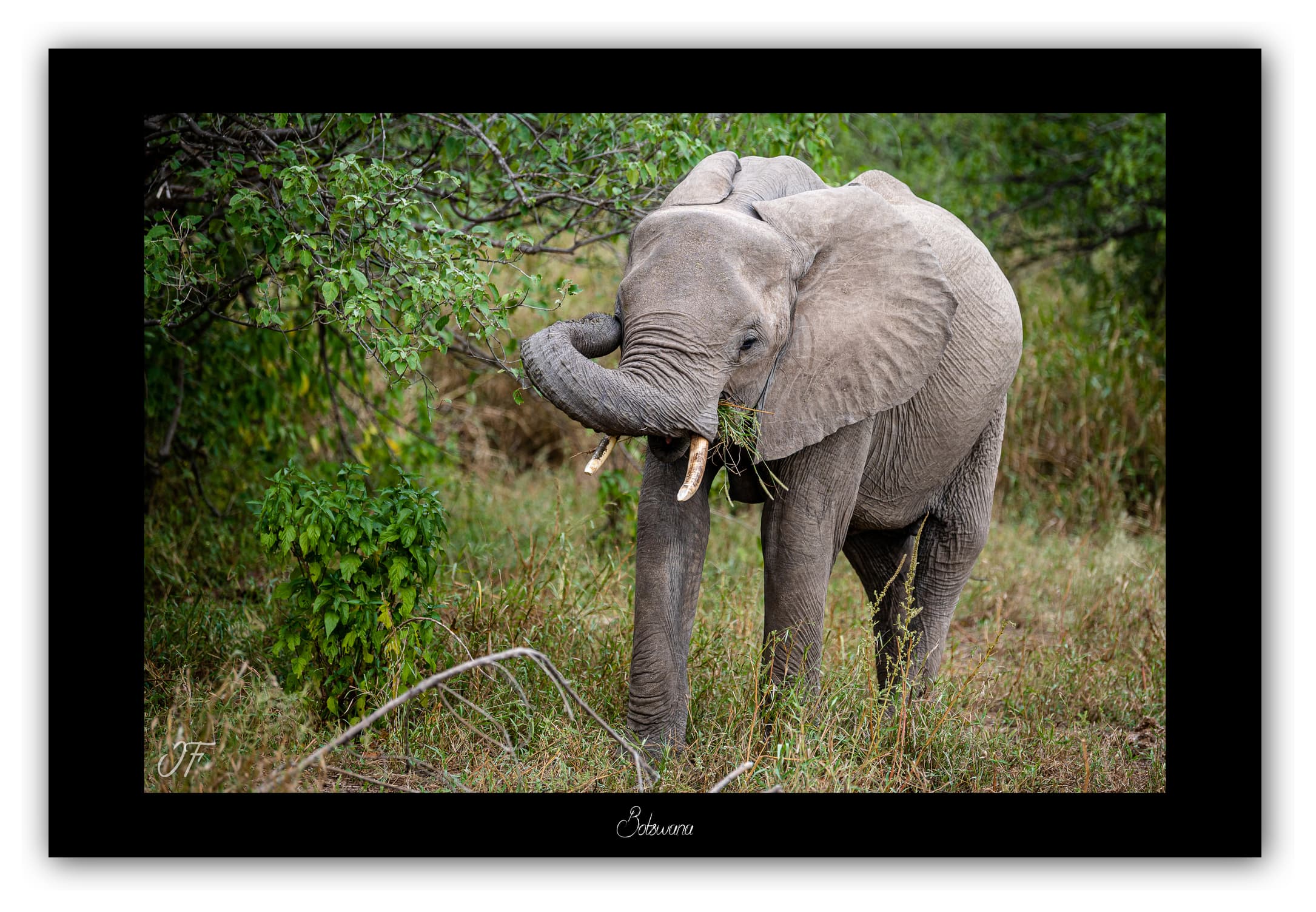 Poster Eléphant d'Afrique - Botswana (Afrique Australe). Affiches Formats 30x40 cm, 40x60 cm ou 50x70 cm. Impression sur Papier Photo. Décoration murale. Paysage. Faune. Animaux sauvages.