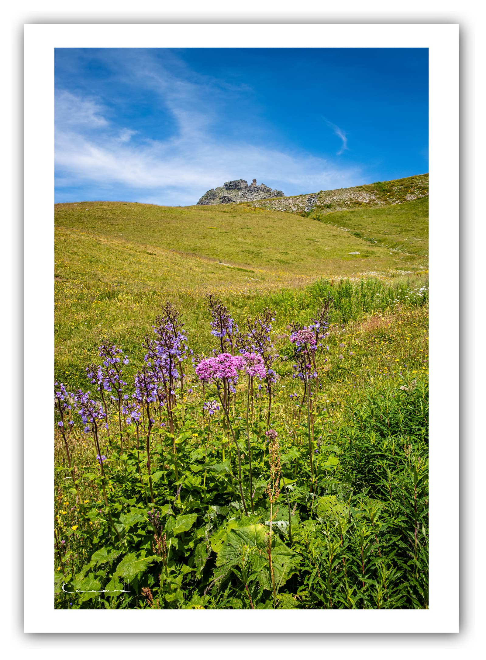 Générique Poster Fleurs d'alpage (Les Ménuires). Affiches Formats 30x40cm, 40x60 cm ou 50x70 cm. Impression sur Papier Photo. Décoration murale. Paysage. Montagne.