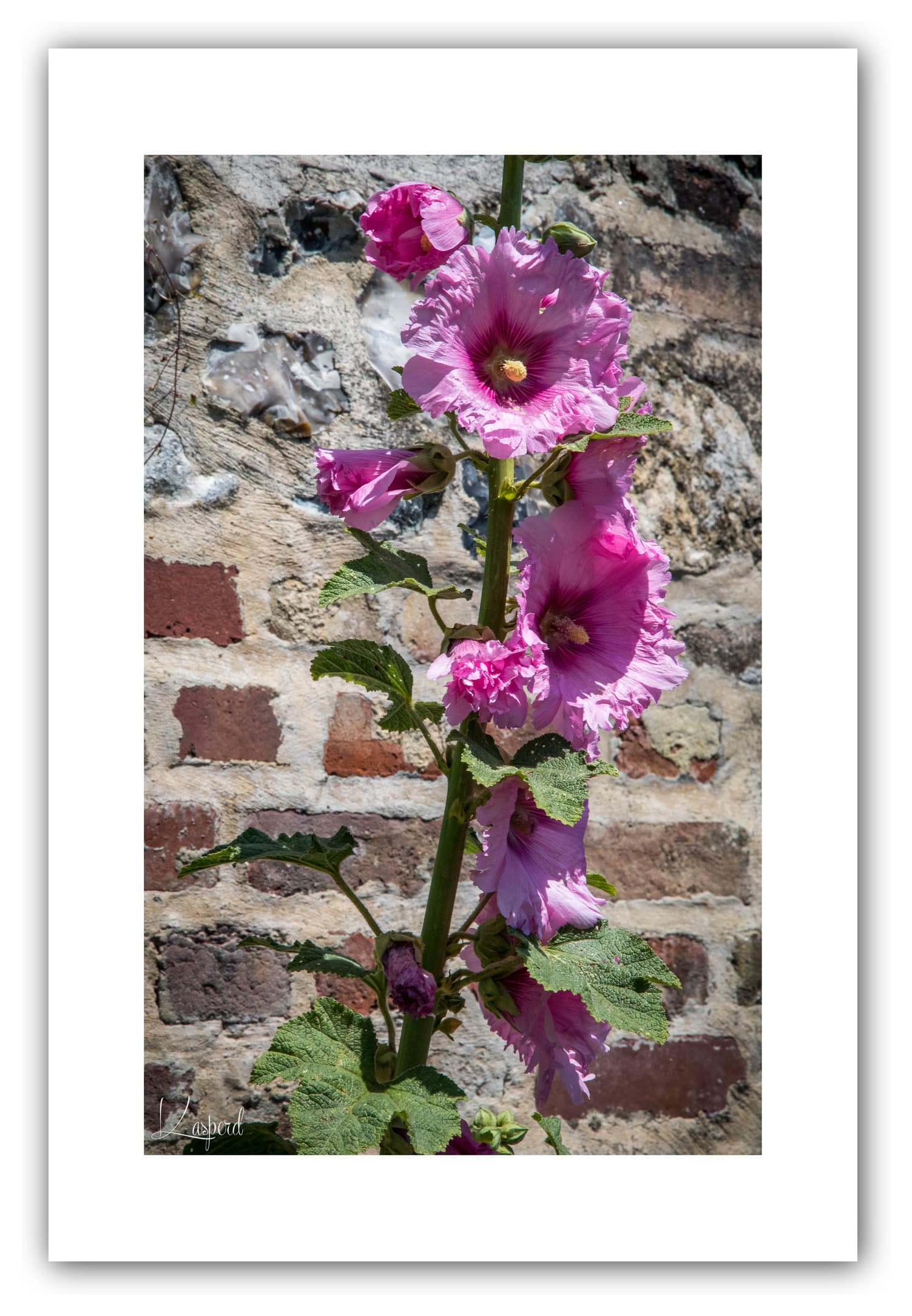 Poster Roses Trémières - Hauts de France (France). Affiches Formats 30x40 cm, 40x60 cm ou 50x70 cm. Impression sur Papier Photo. Décoration murale. Paysage. Fleurs.